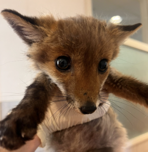 Der süße Babyfuchs