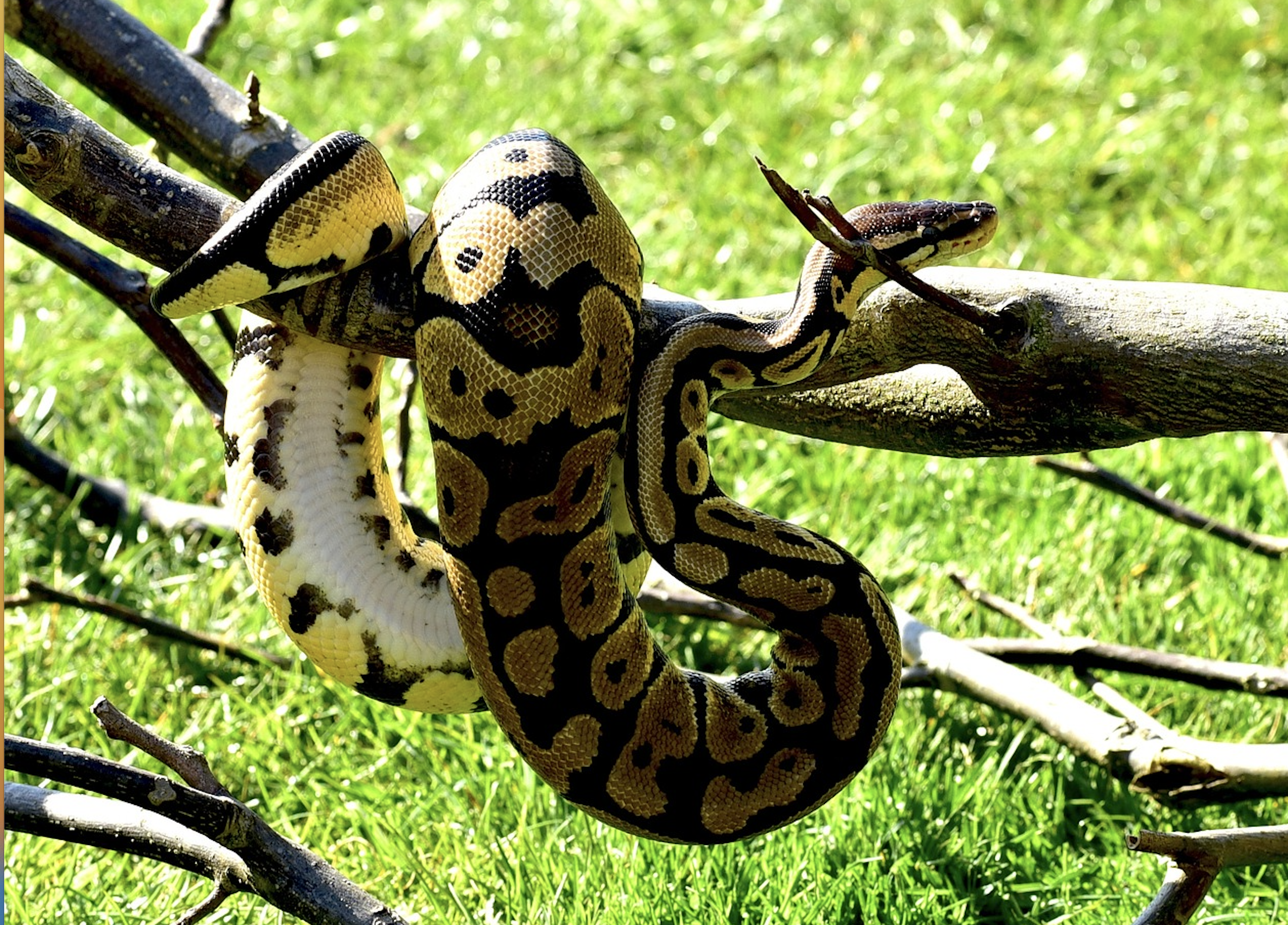 Königspython wurde in Hernals ausgesetzt