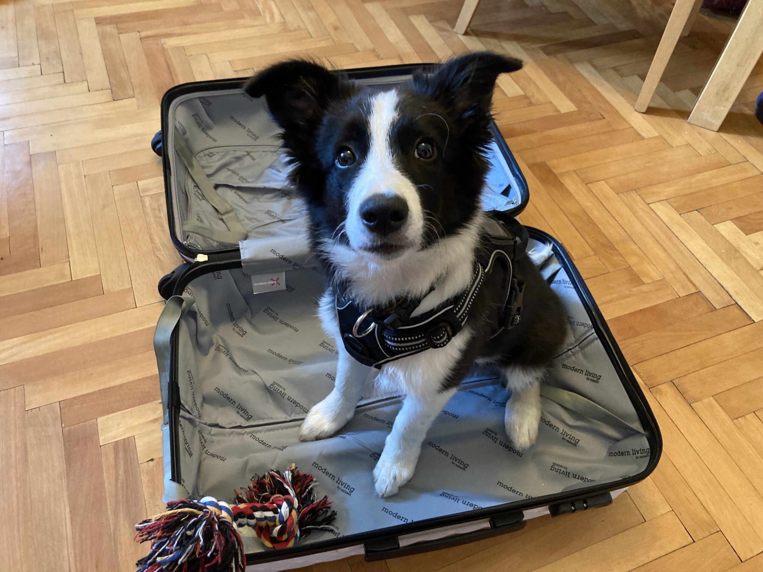 Ab in die Ferien: Tipps für den Urlaub mit Hund