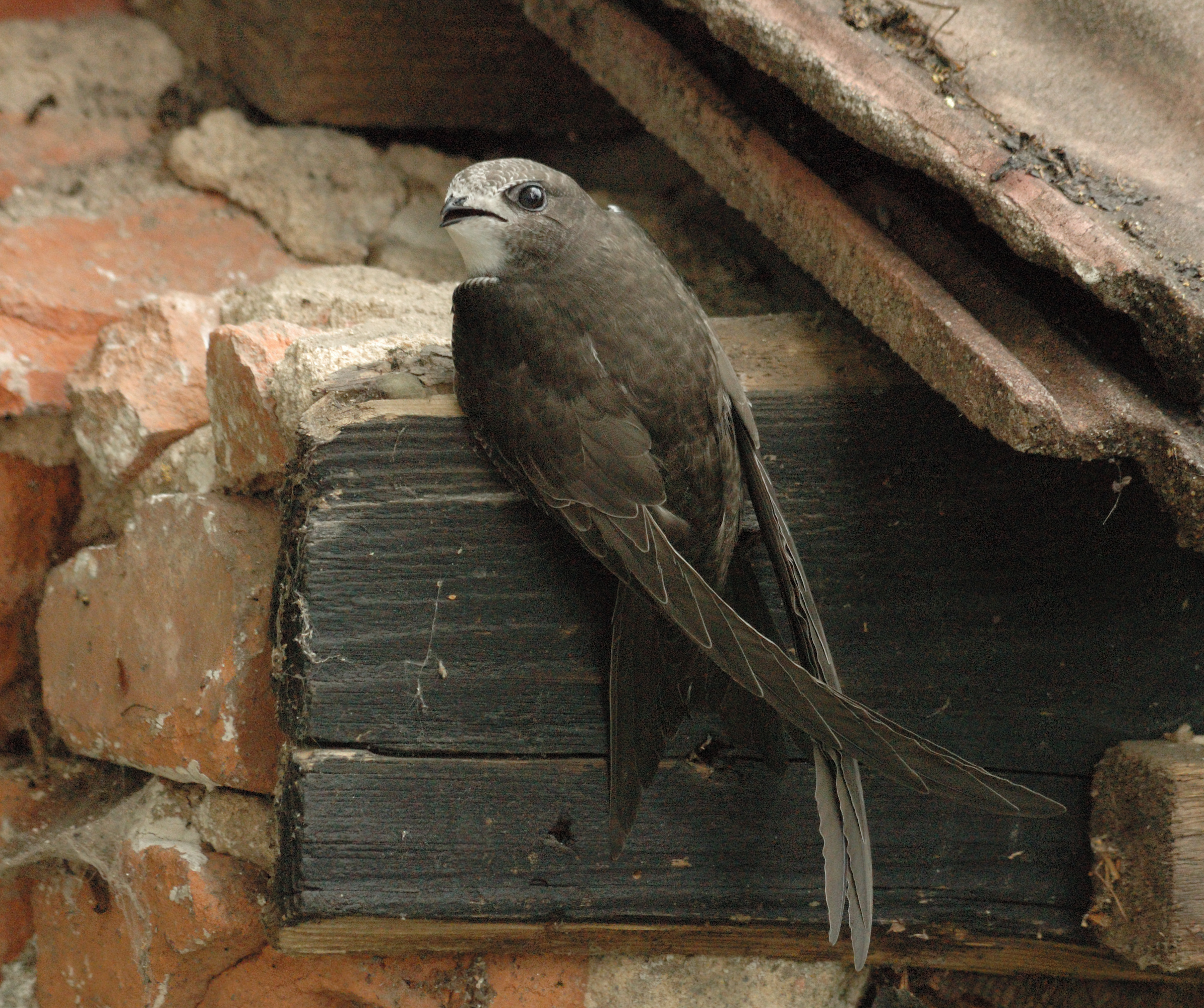 Tierische Flugkünstler bei Mauerseglertour beobachten