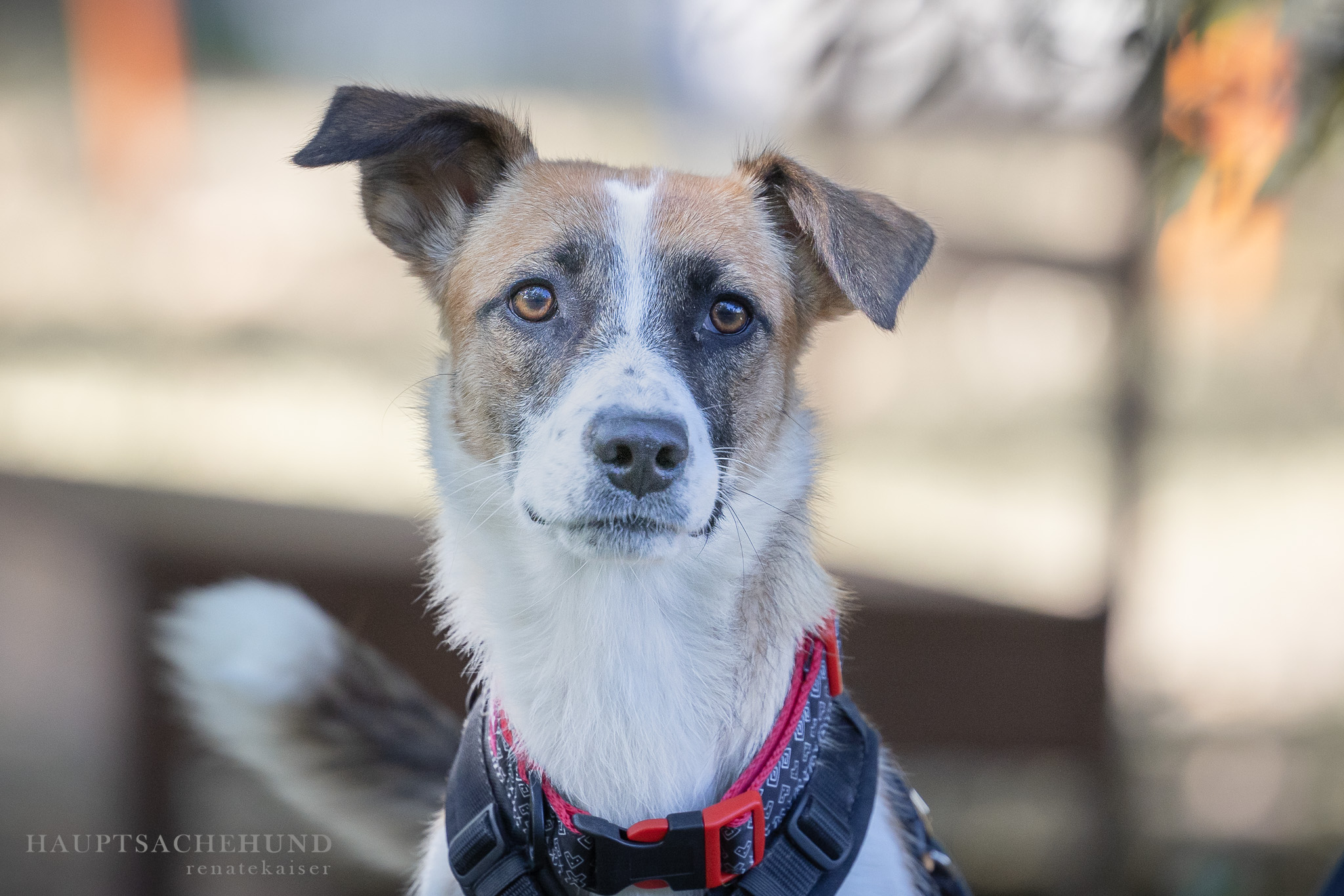 Notfellchen-Mittwoch: Mayumi sucht Besitzer