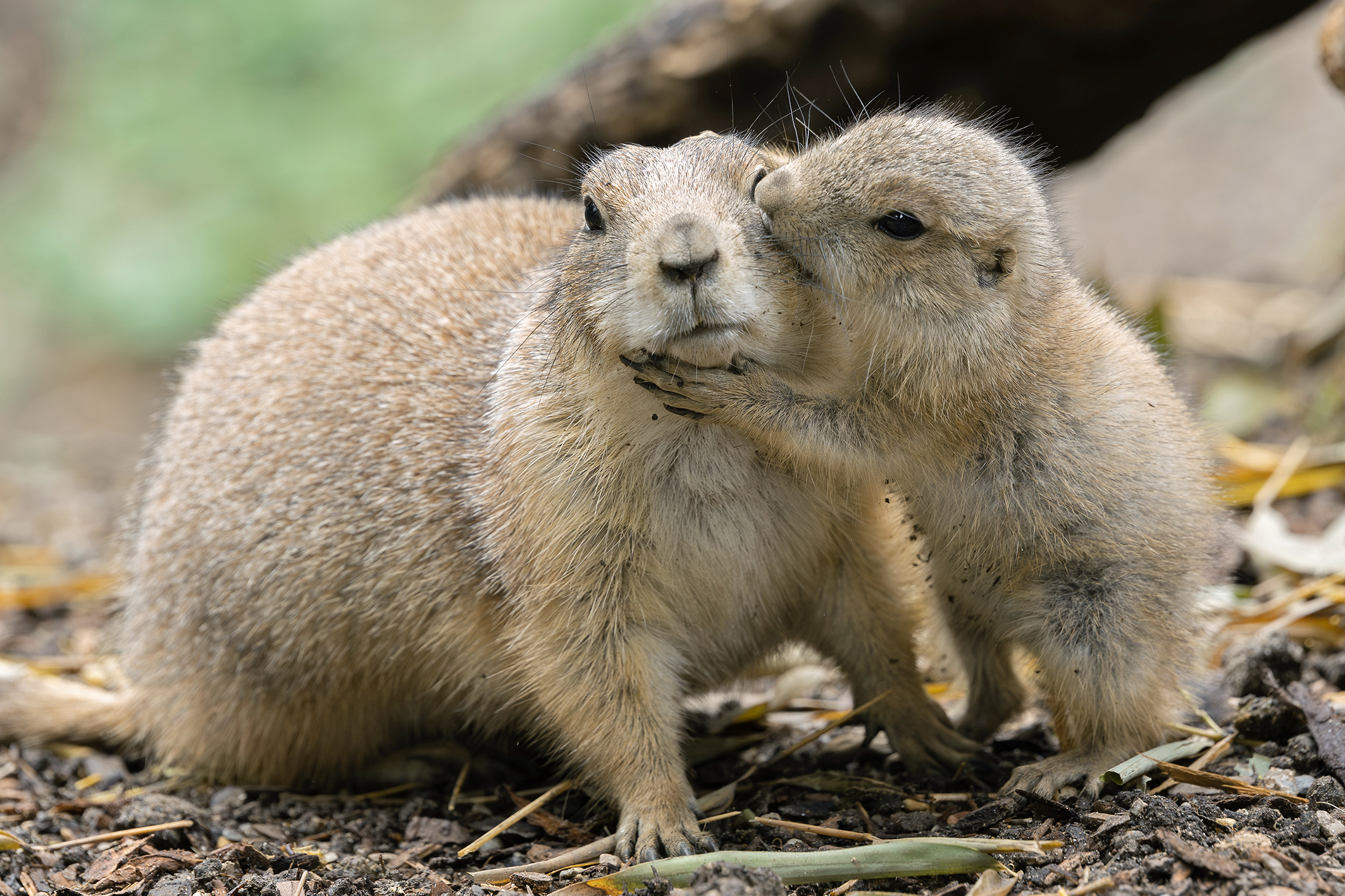 Sechsfacher Nachwuchs bei den putzigen Präriehunden