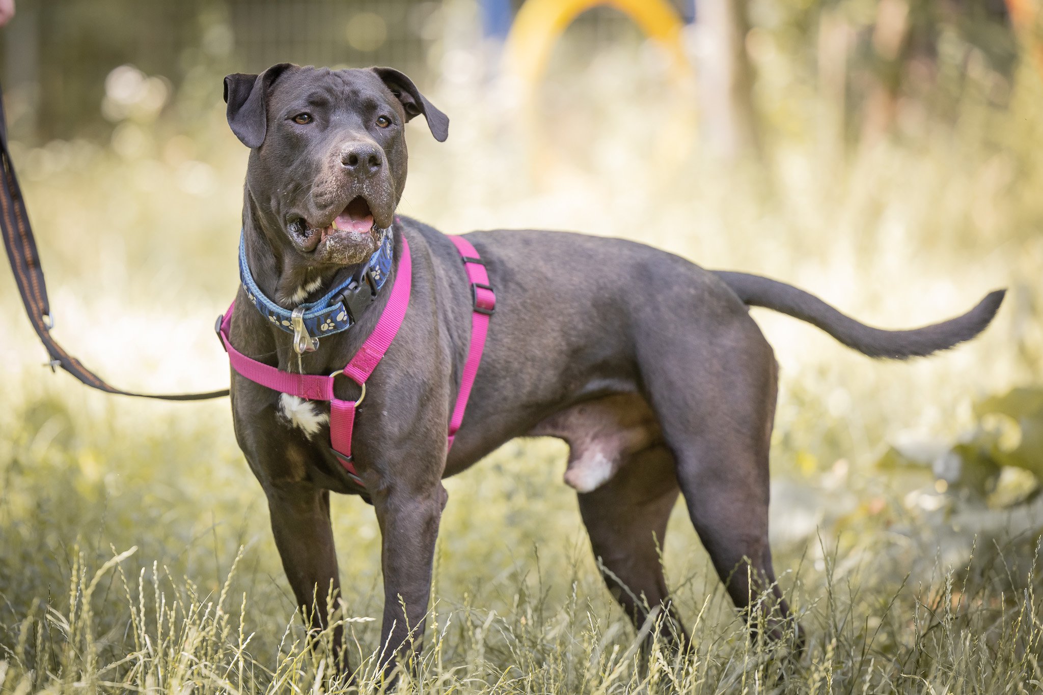 Notfellchen-Mittwoch: Schurli sucht ein Zuhause