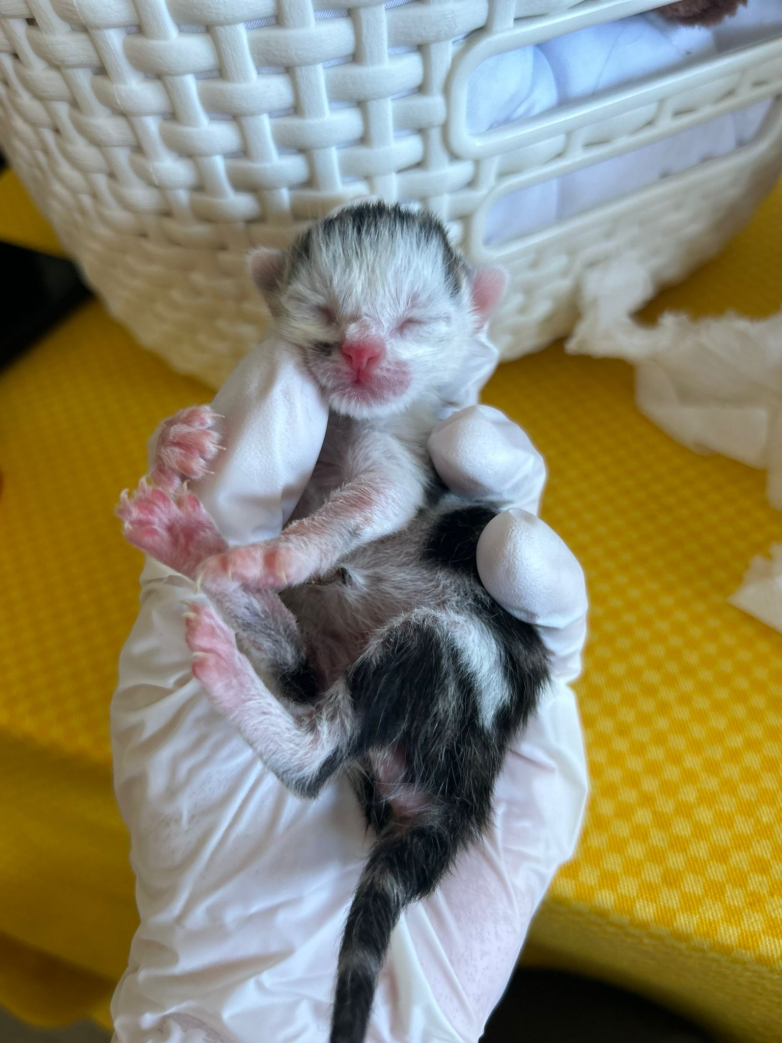 Donauinselfest: Kätzchen von Besuchern gerettet