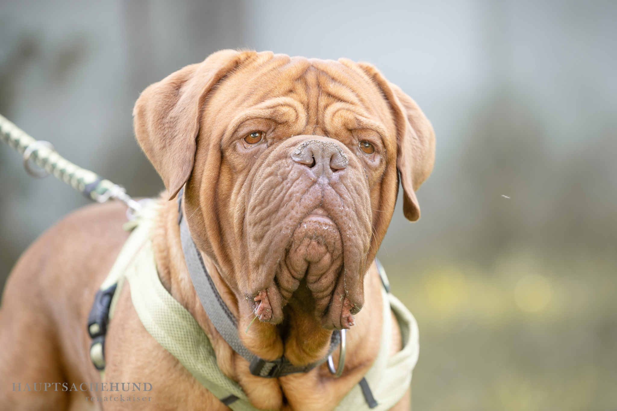 Notfellchen-Mittwoch: Apollo sucht neuen Besitzer