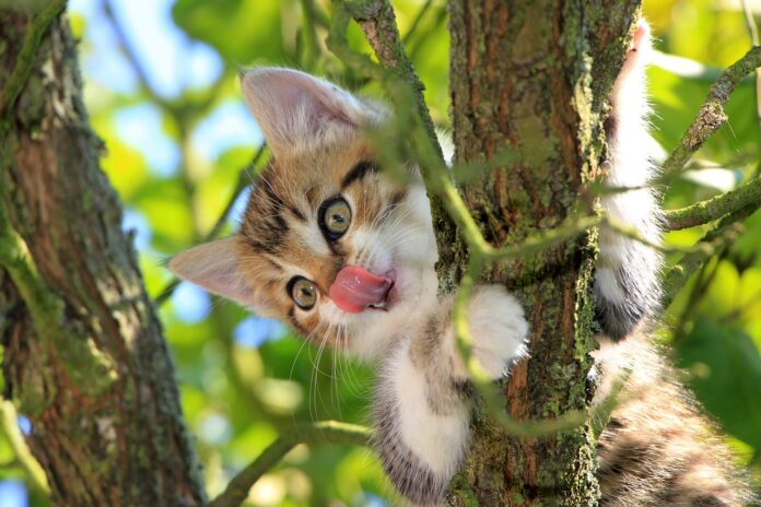Kätzchen auf einem Baum genießt den Sommer im Freien.