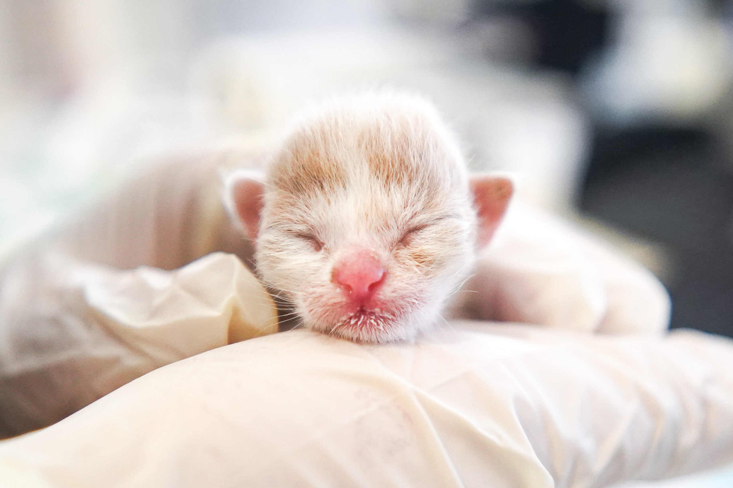Tierschützerin kämpft ums Leben von Baby-Kätzchen
