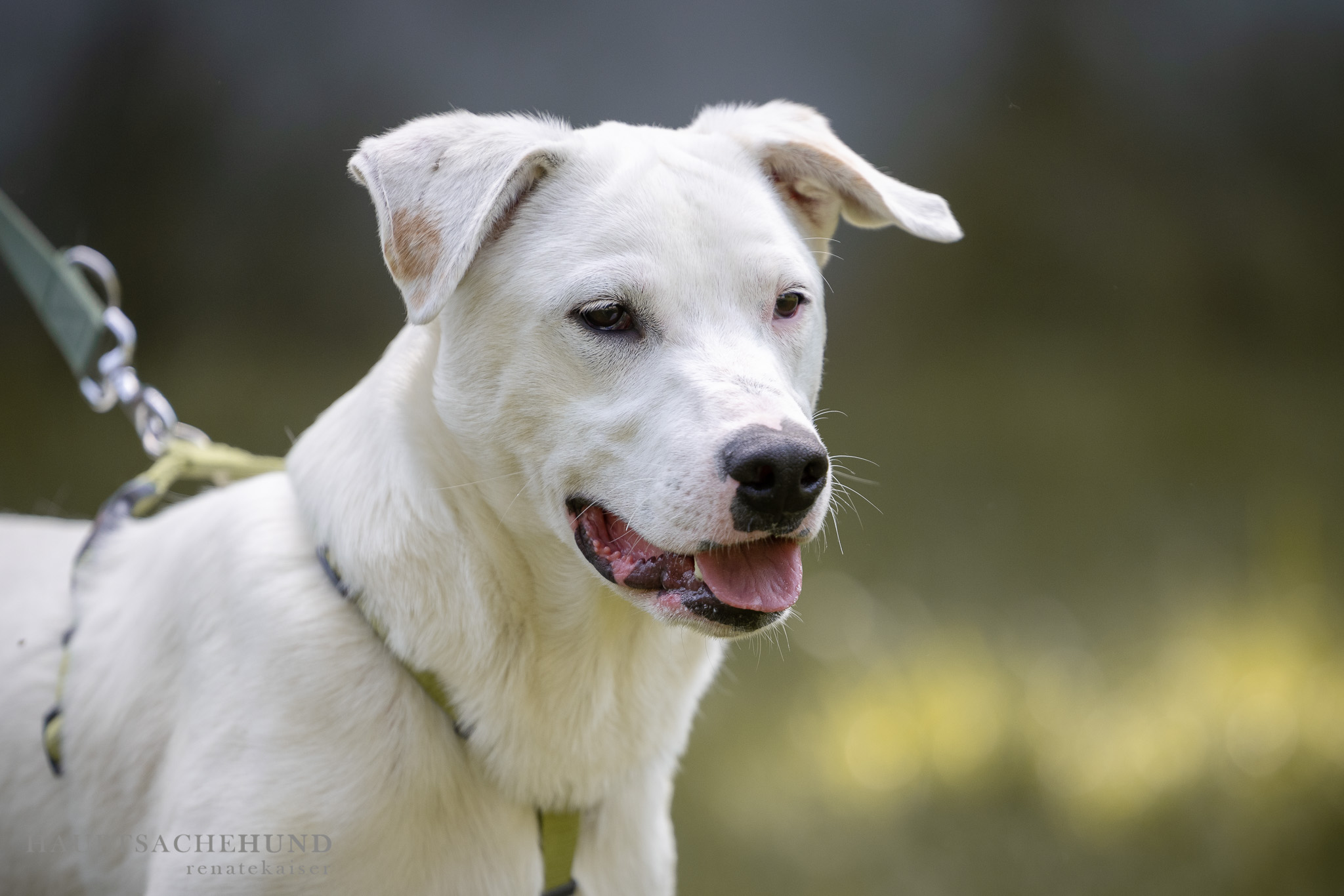 Notfellchen-Mittwoch: Alfa sucht einen neuen Besitzer