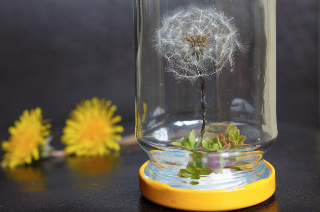 Selfmaid-Serie Teil 6: Glücks-Geschenk aus Löwenzahn