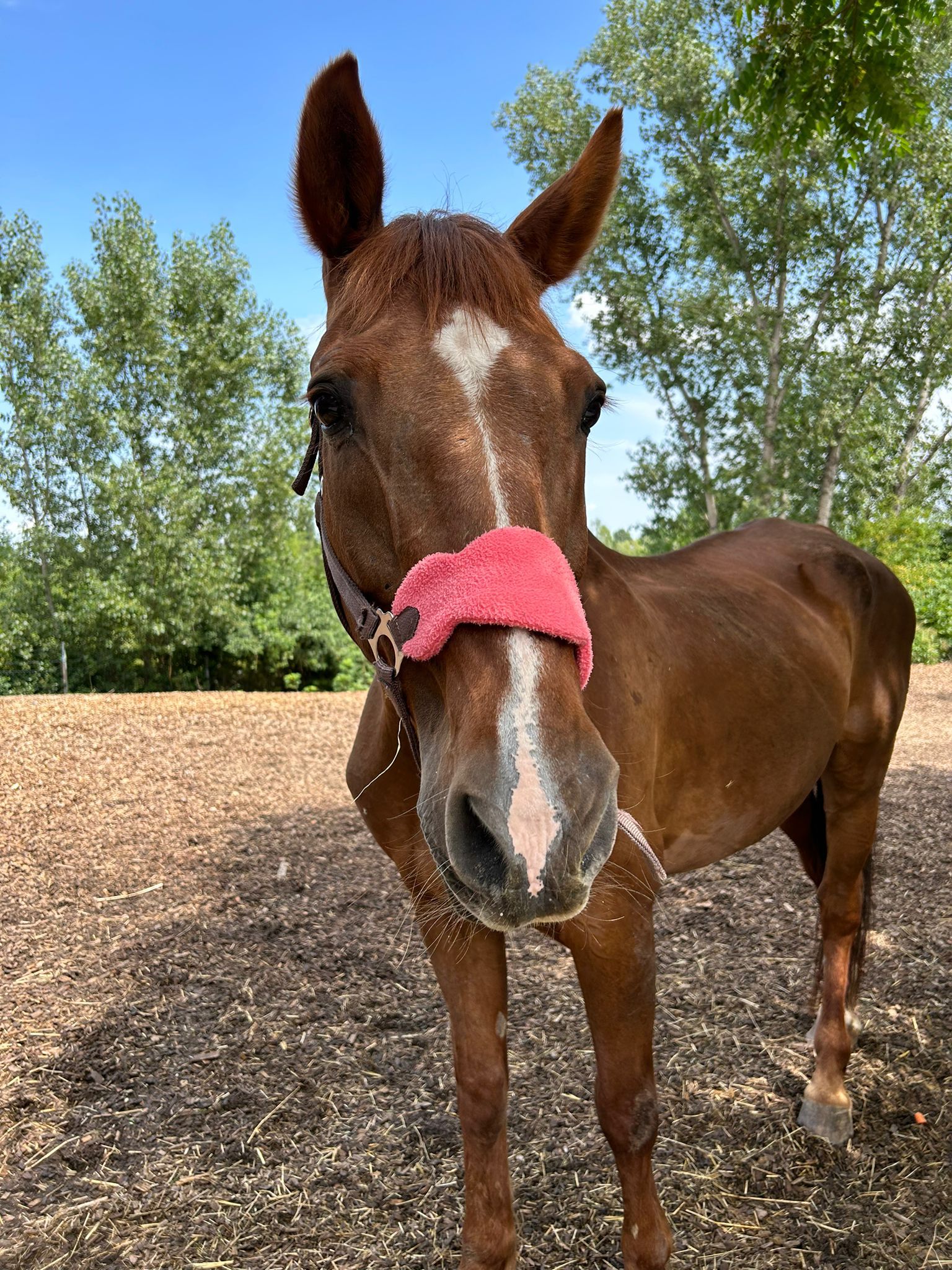 Notfellchen-Mittwoch: Napsugár sucht ein Zuhause