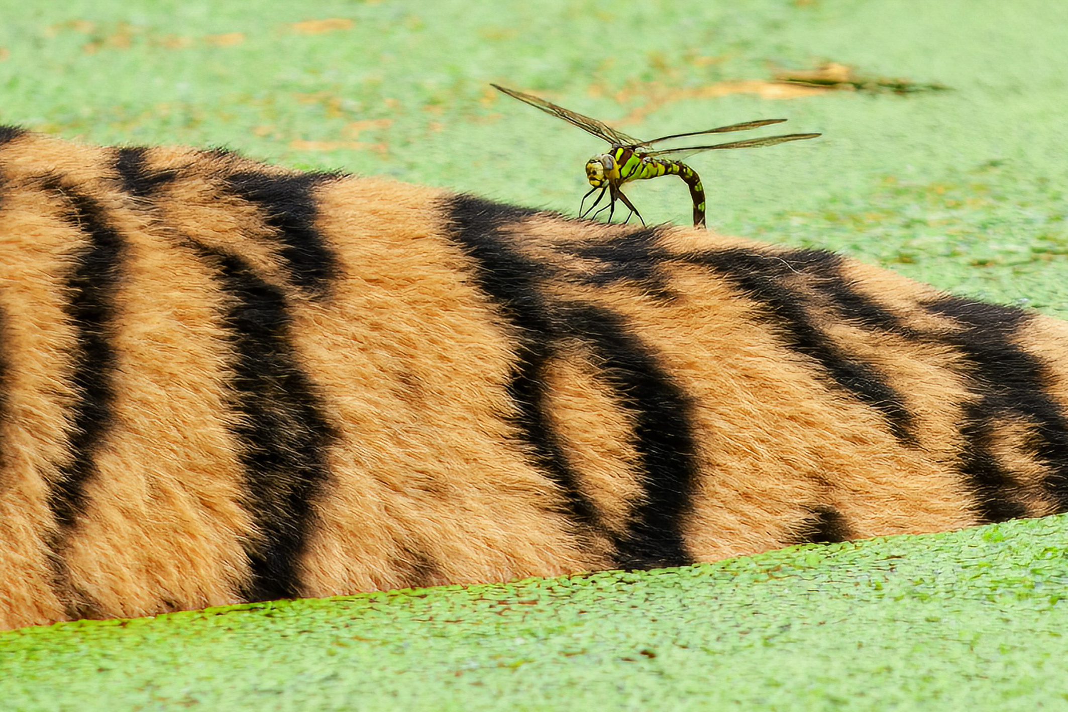 26 Libellenarten fliegen auf den Tiergarten Schönbrunn