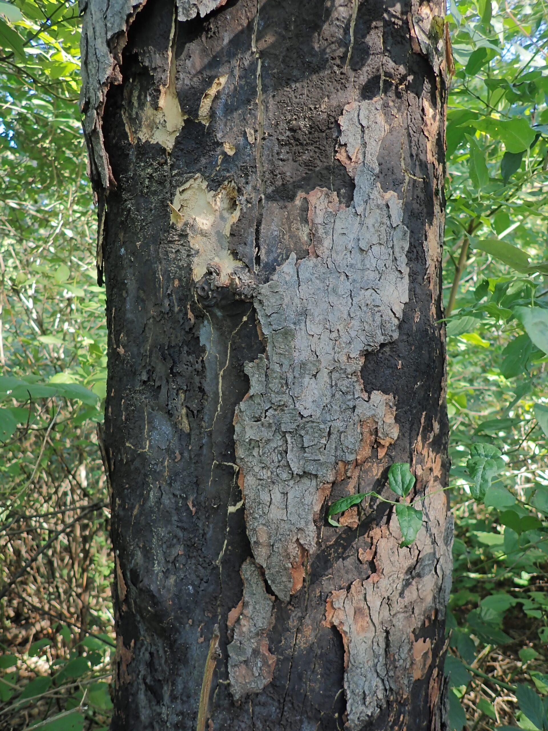 Baumfällungen in Hietzing dienen unserer Gesundheit
