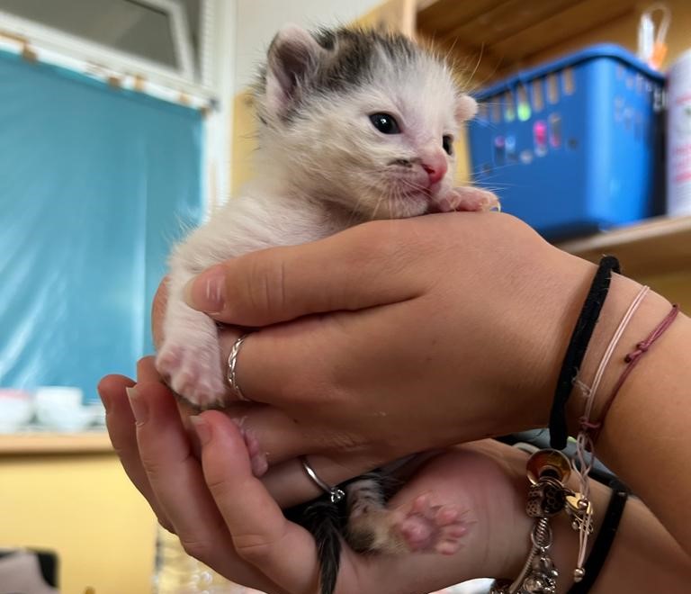 Gerettete Kätzchen entwickeln sich prächtig