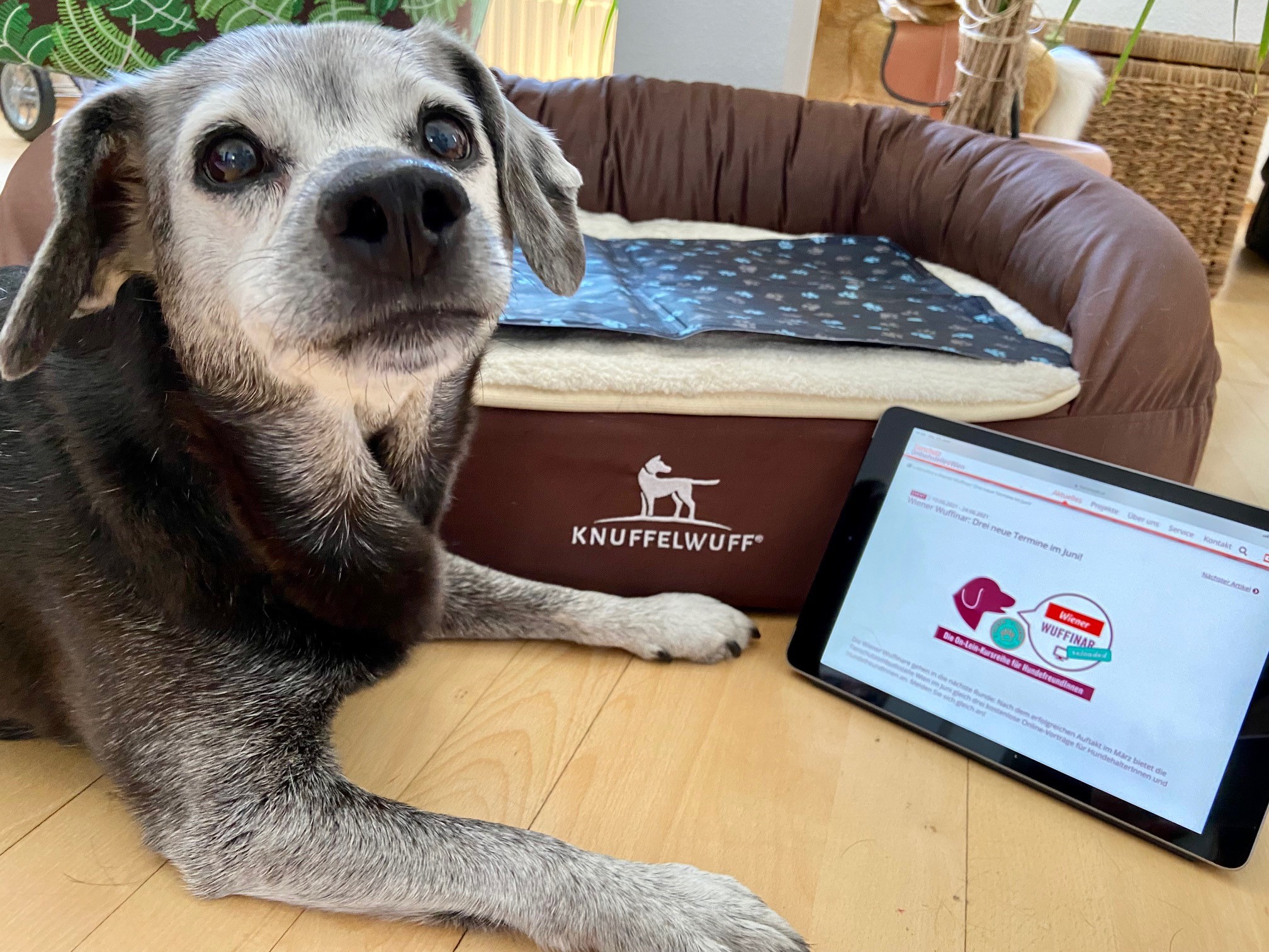 “Tierische” & kostenlose Lesetipps für den Urlaub