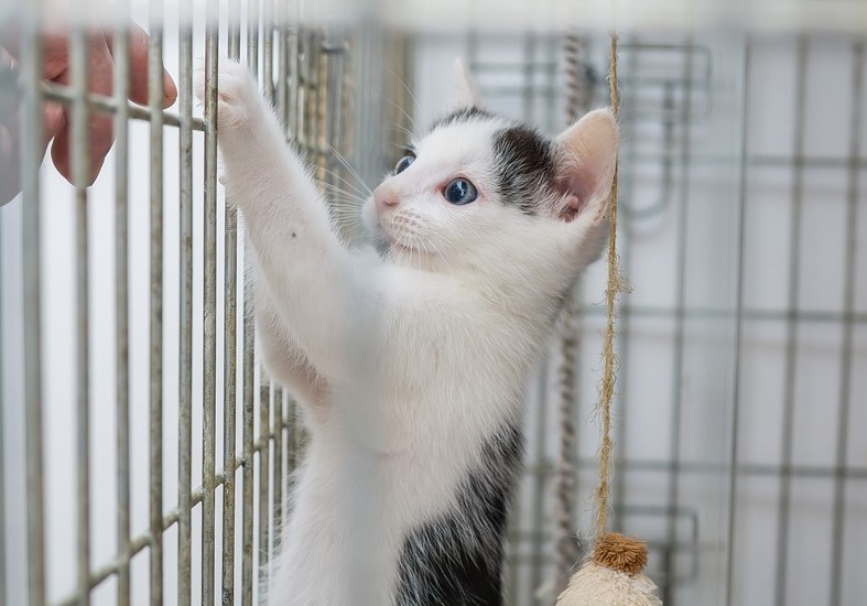Statt Bundesheer: Bewirb dich im Tierschutzhaus!