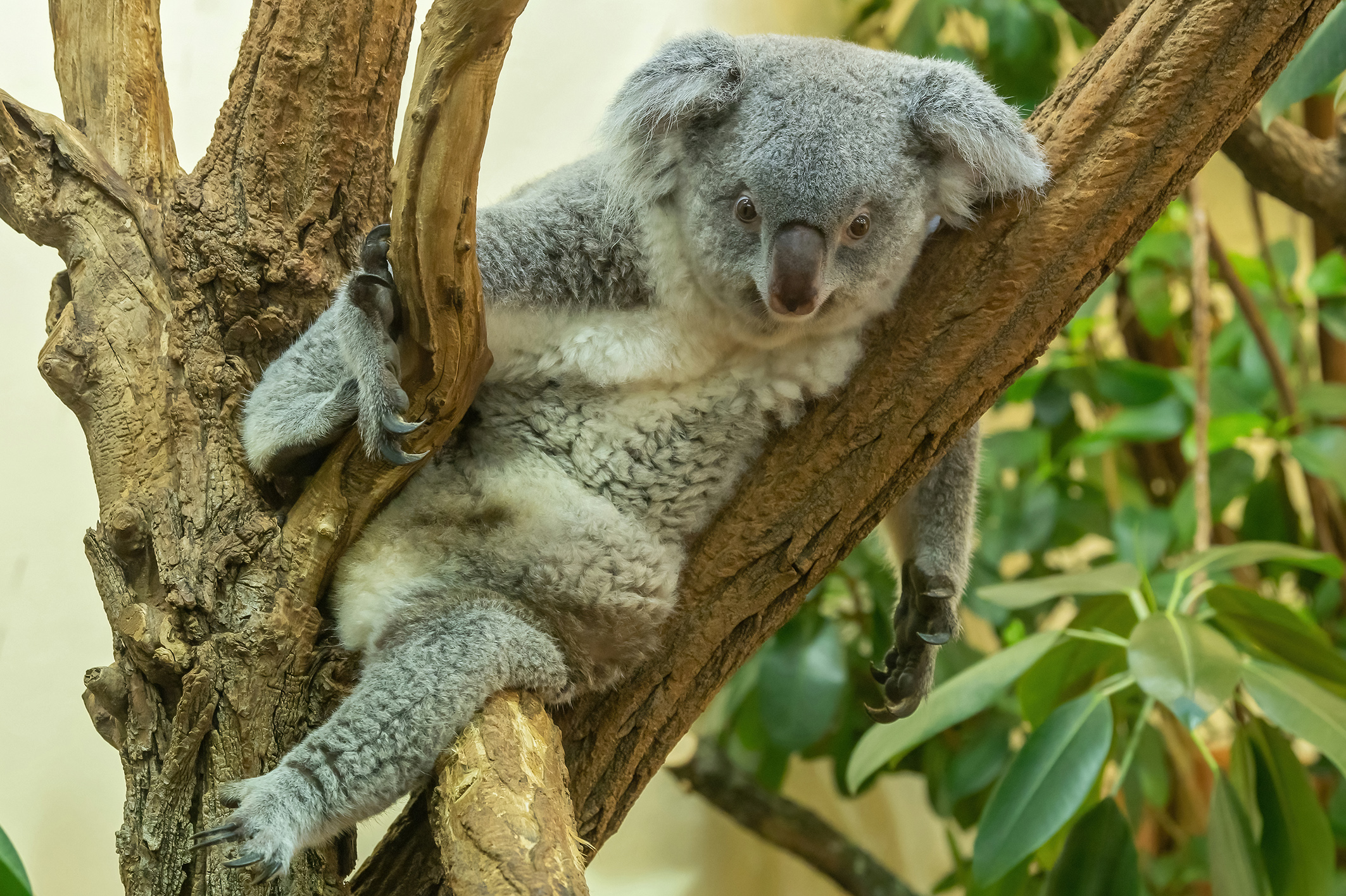 Tiergarten stellt klar: Tiere werden weiter Namen tragen