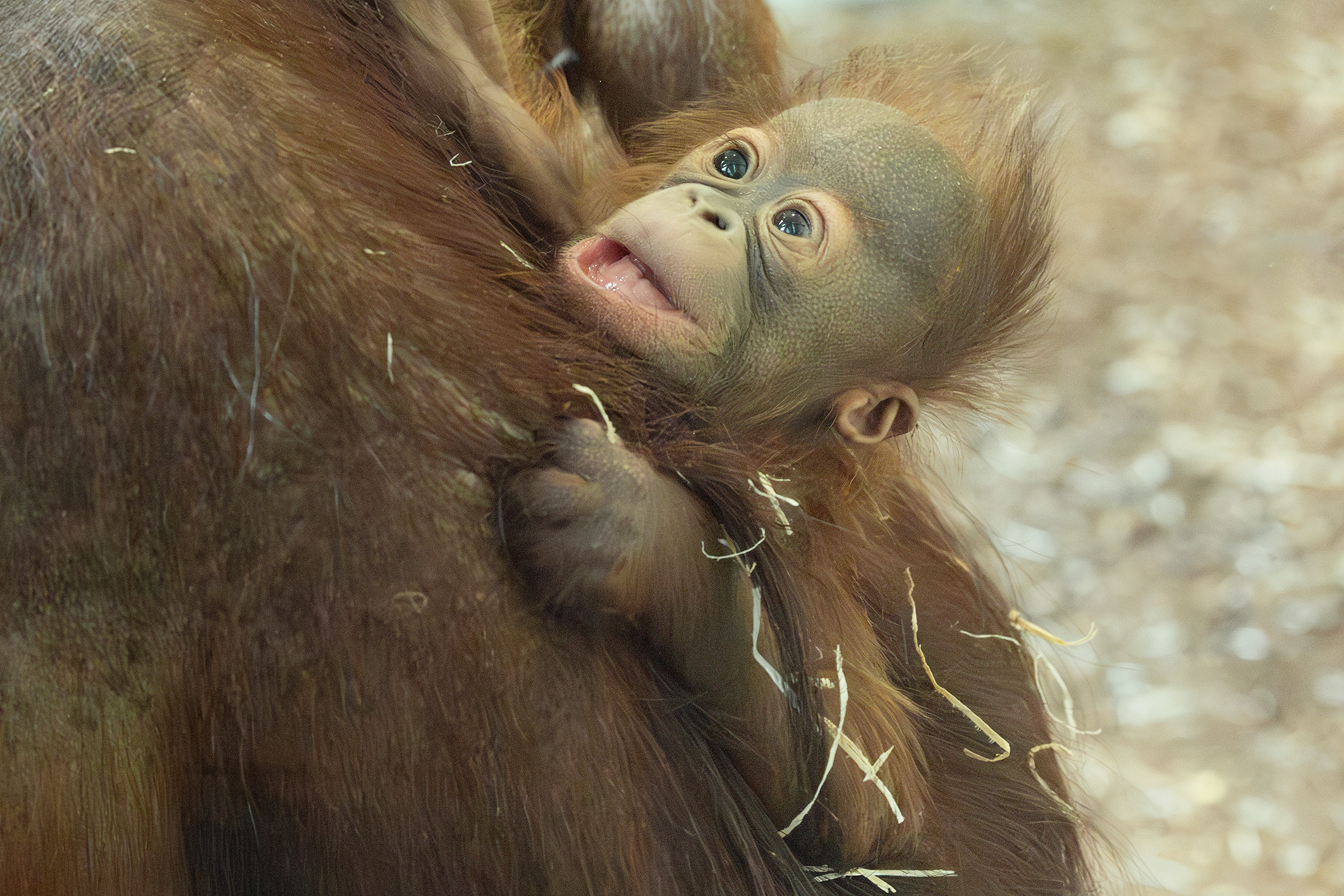 Tiergarten Schönbrunn: Hurra, es ist ein Mädchen!