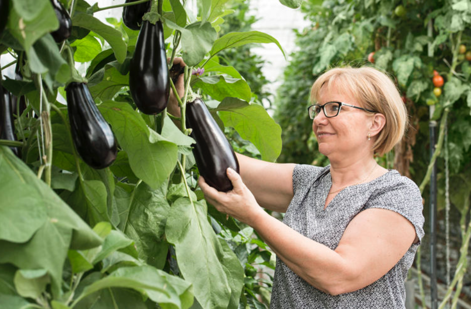 Simmering: Krähen attackieren Gärtnerei!
