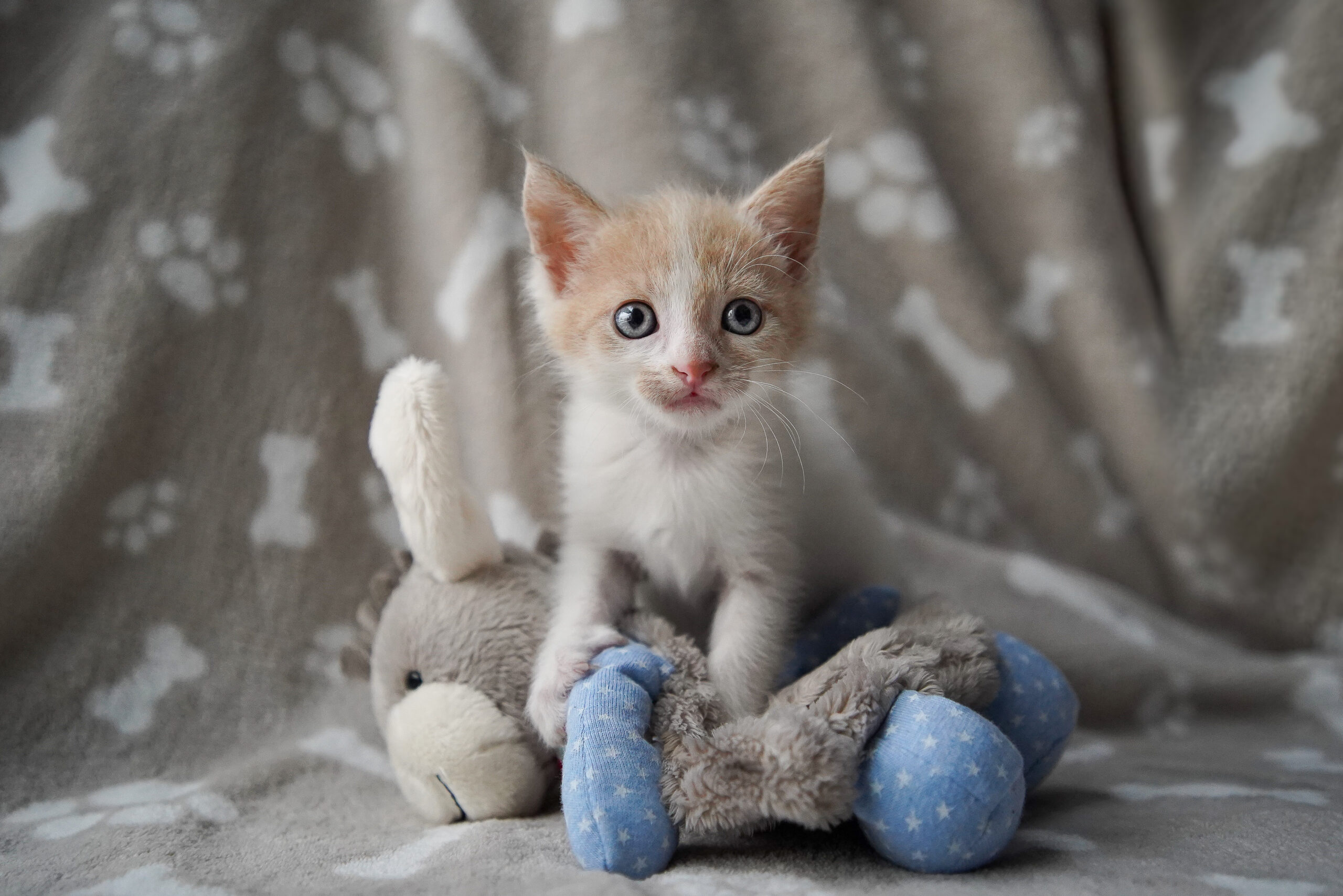 Weltkatzentag: Kitten Camy ist eine echte Glückskatze