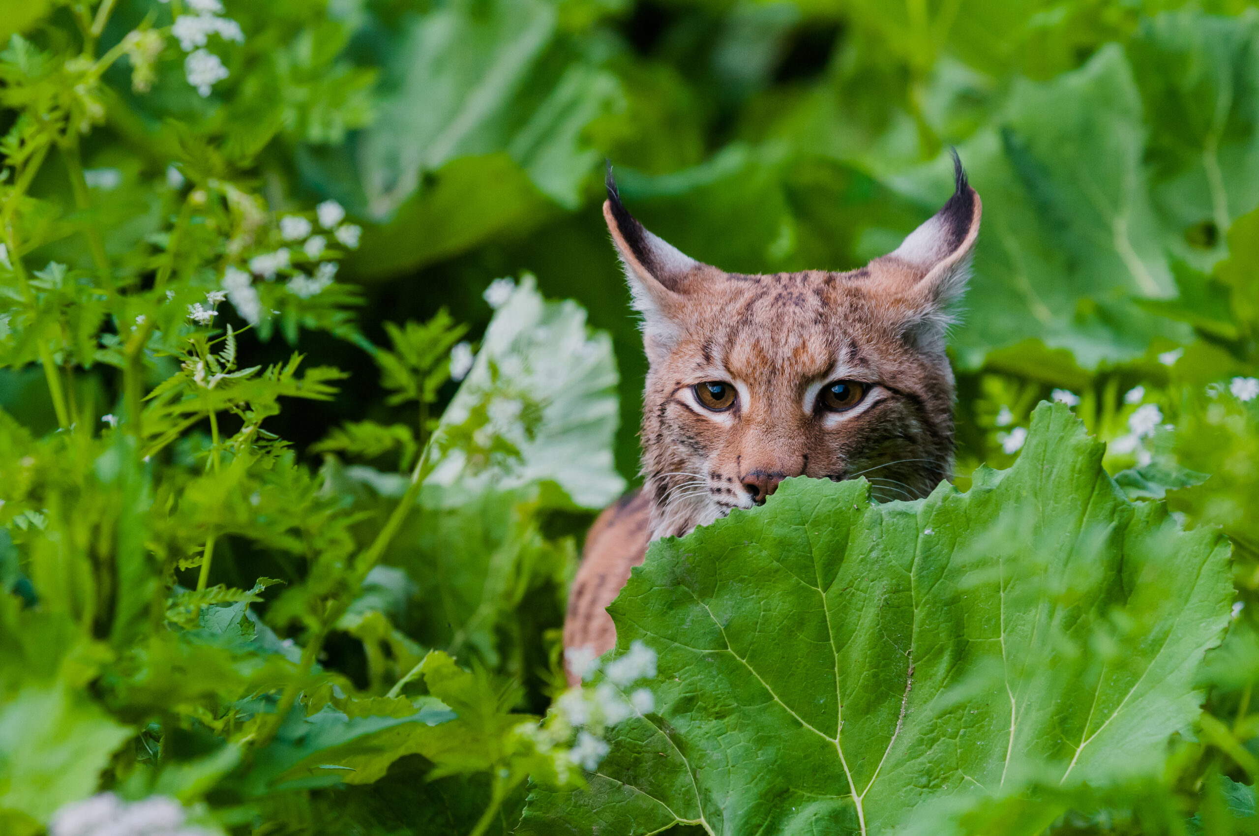 Der Luchs steht in Österreich vor Comeback!