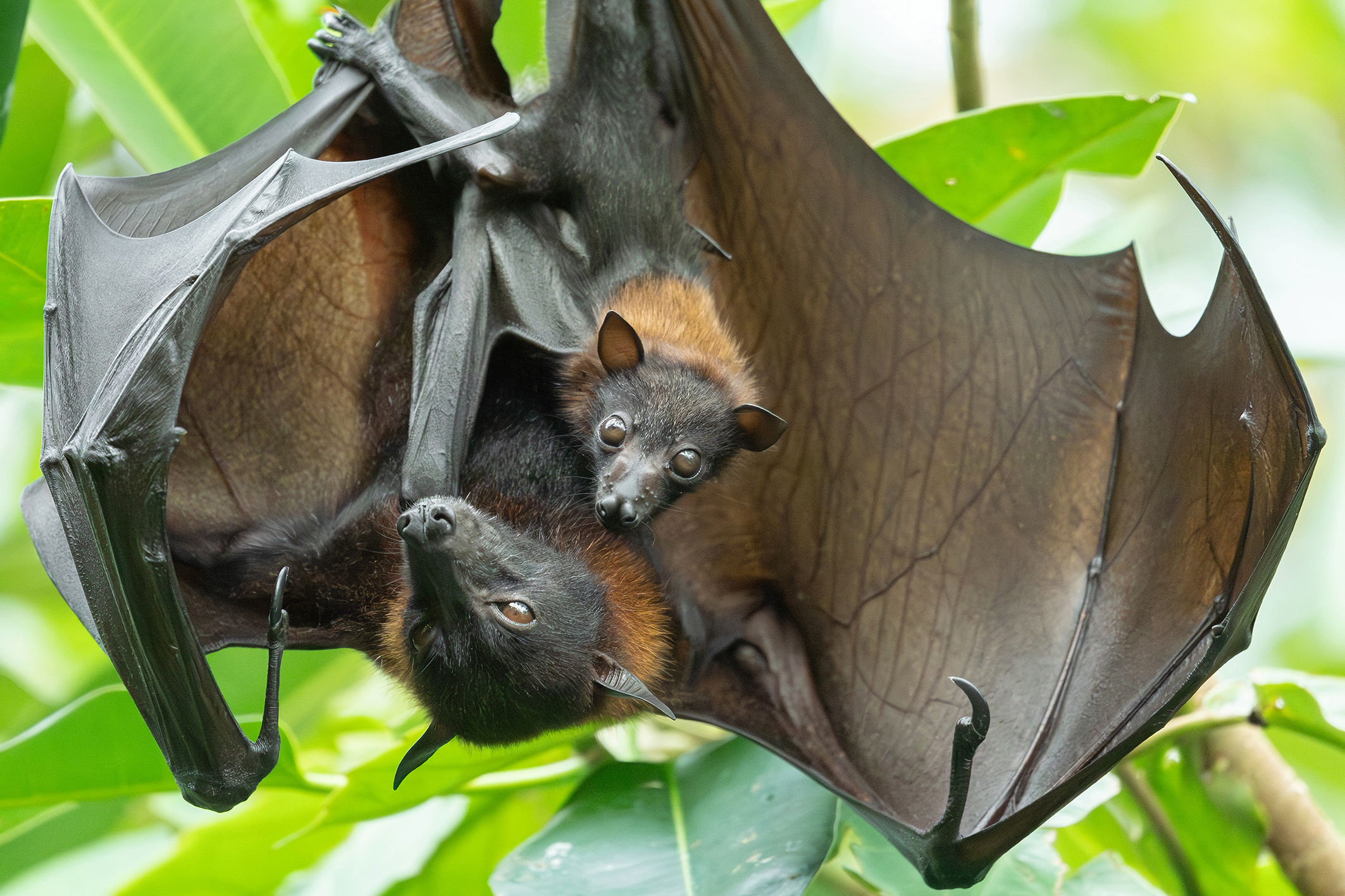 Flughund-Babies hängen im Tiergarten Schönbrunn ab