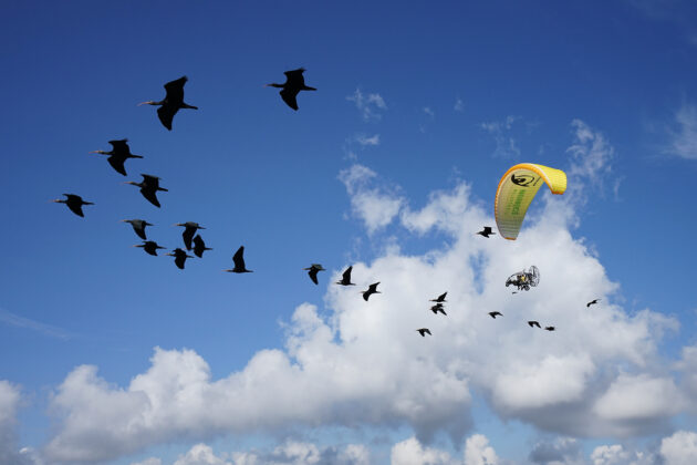 Take off: Northern bald ibises train to fly to the south - Vienna ...