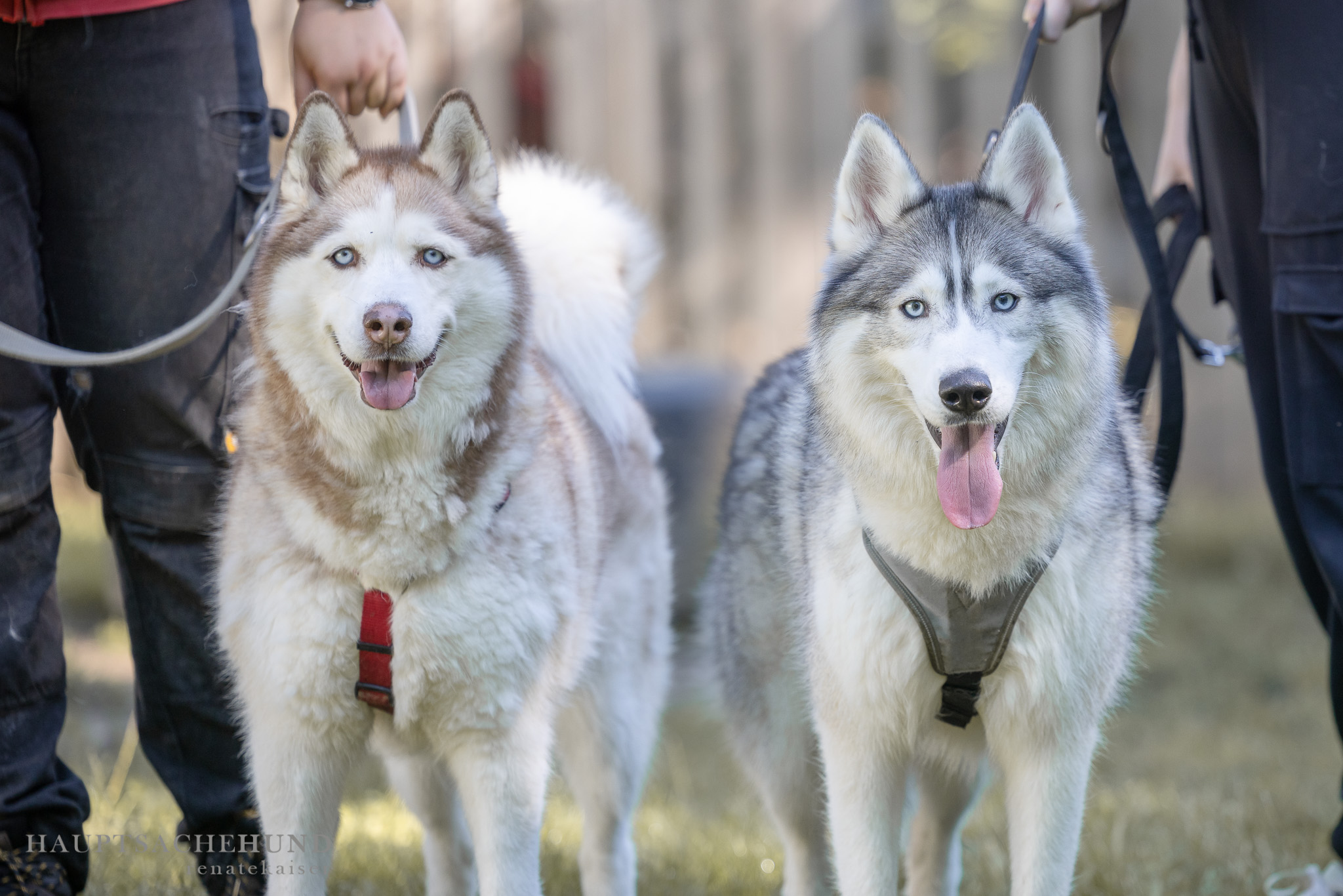 Notfellchen-Mittwoch: Husky-Duo Xena und Teddy