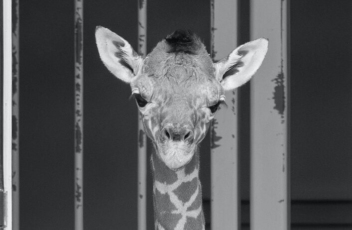 Tiergarten: Große Trauer um kleinen Giraffenbullen Nio