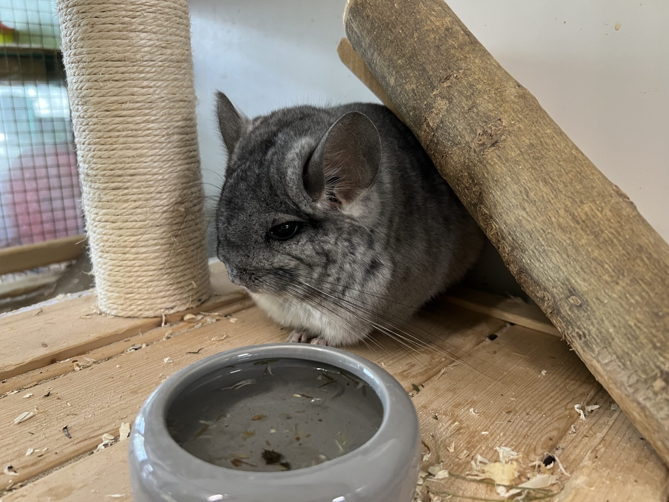 Notfellchen-Mittwoch: Luna sucht neues Zuhause