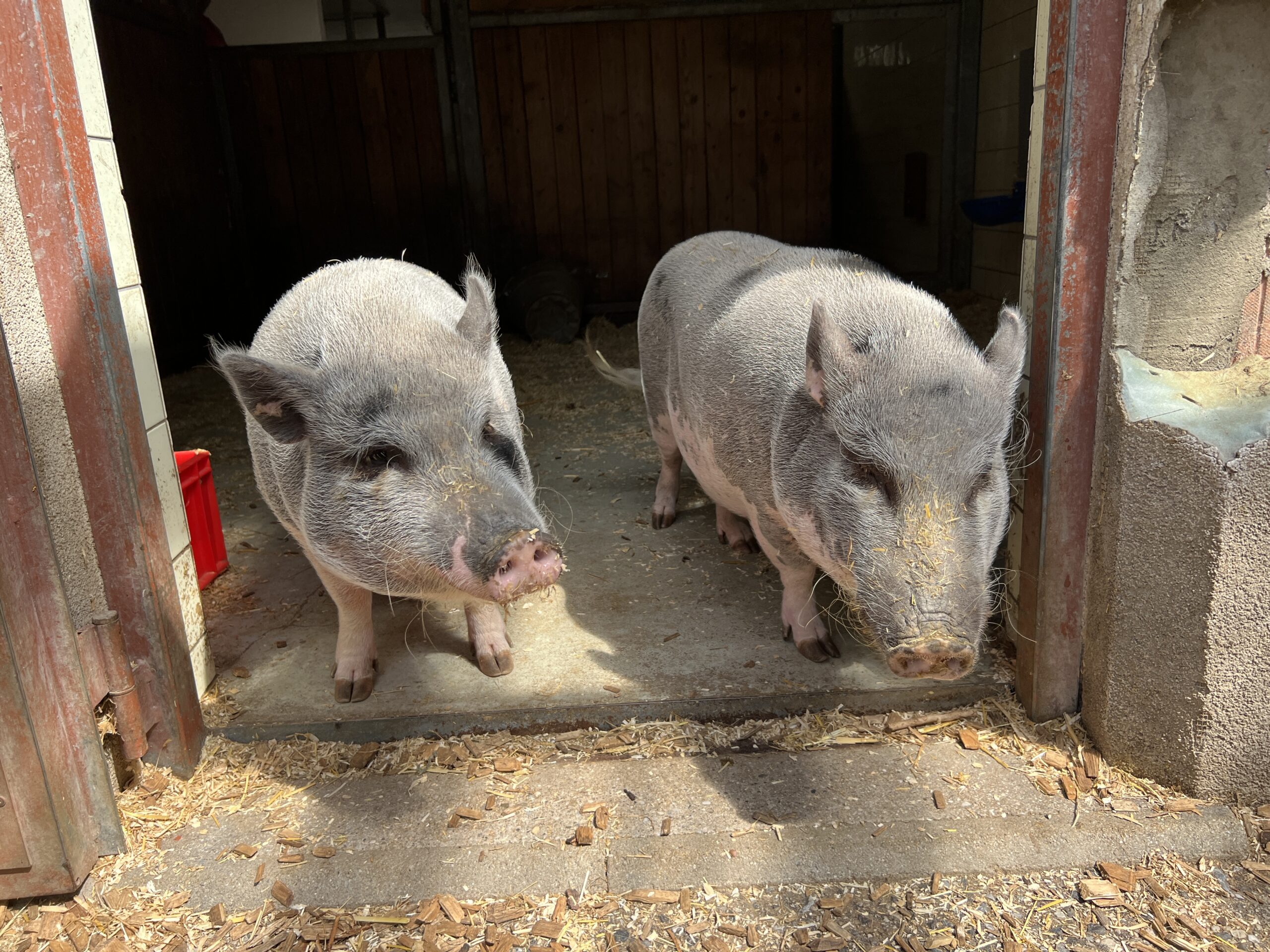 Notfellchen-Mittwoch: Queeny & Cherry suchen neuen Besitzer