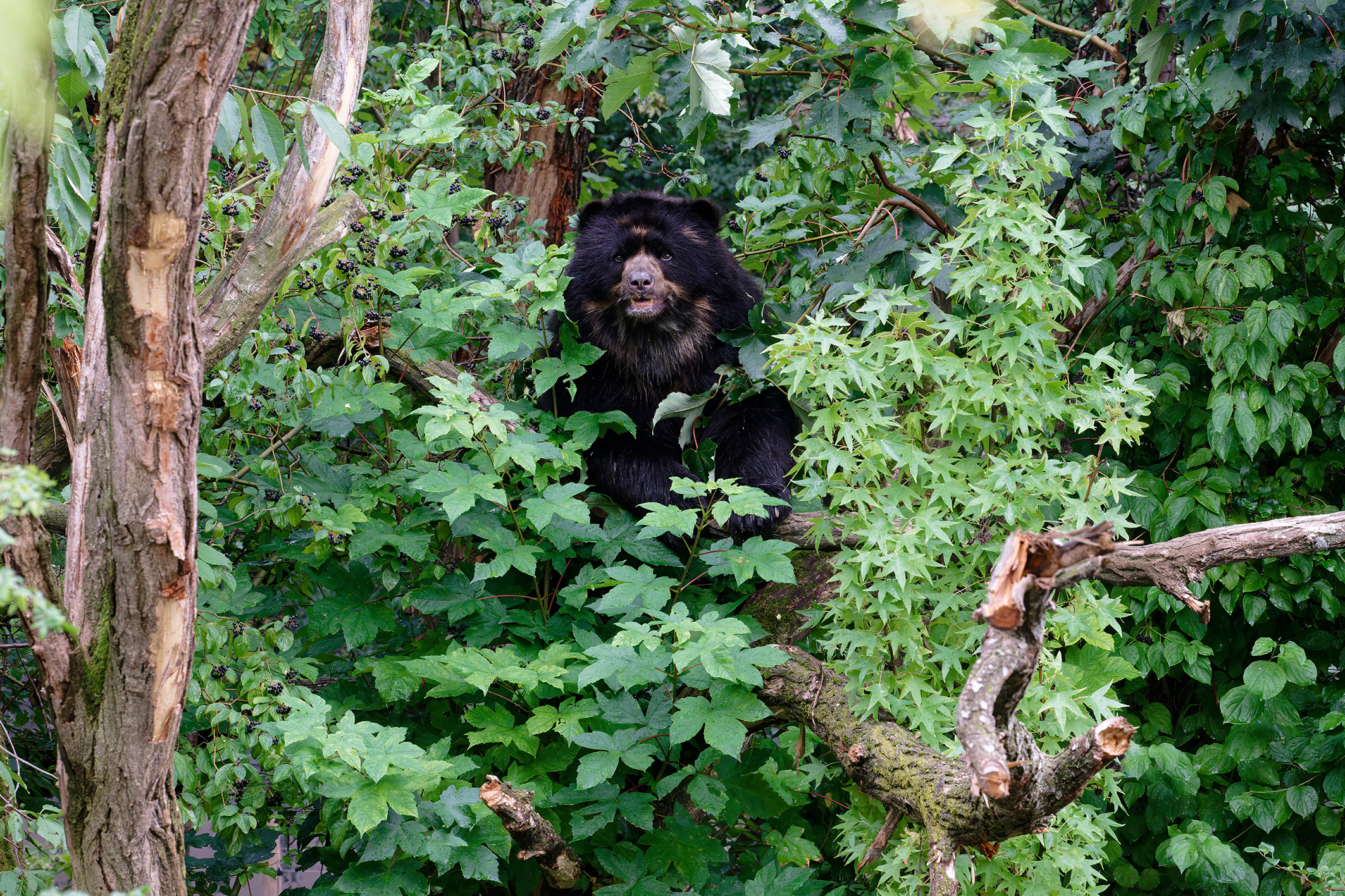 Hallo Mitbewohner! Eine “bärige” WG im Tiergarten