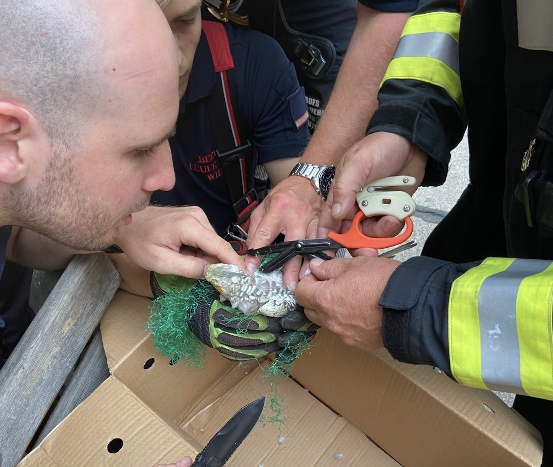 Feuerwehr rettete entflogenen Nymphensittich