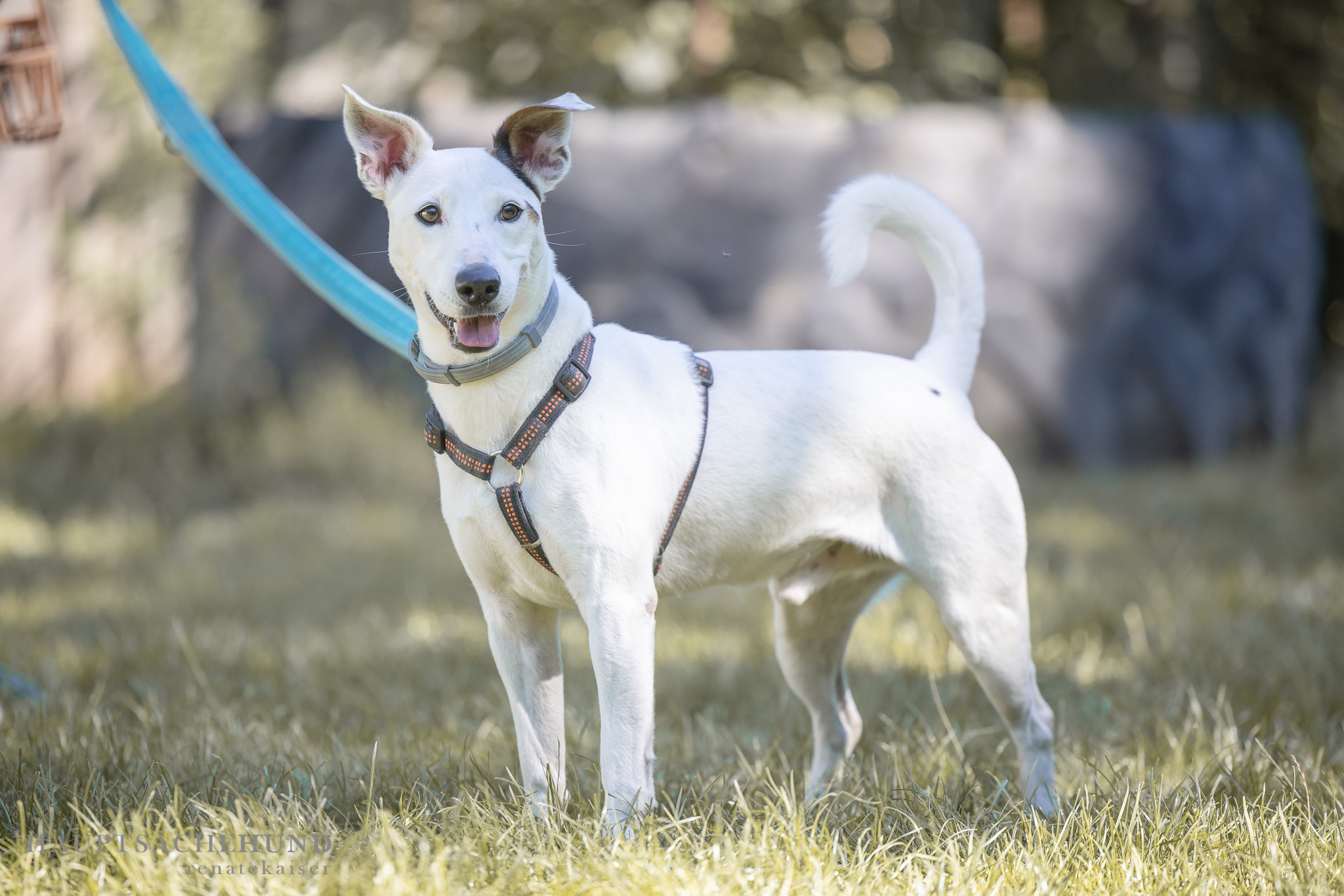 Notfellchen-Mittwoch: Daso sucht ein neues Zuhause