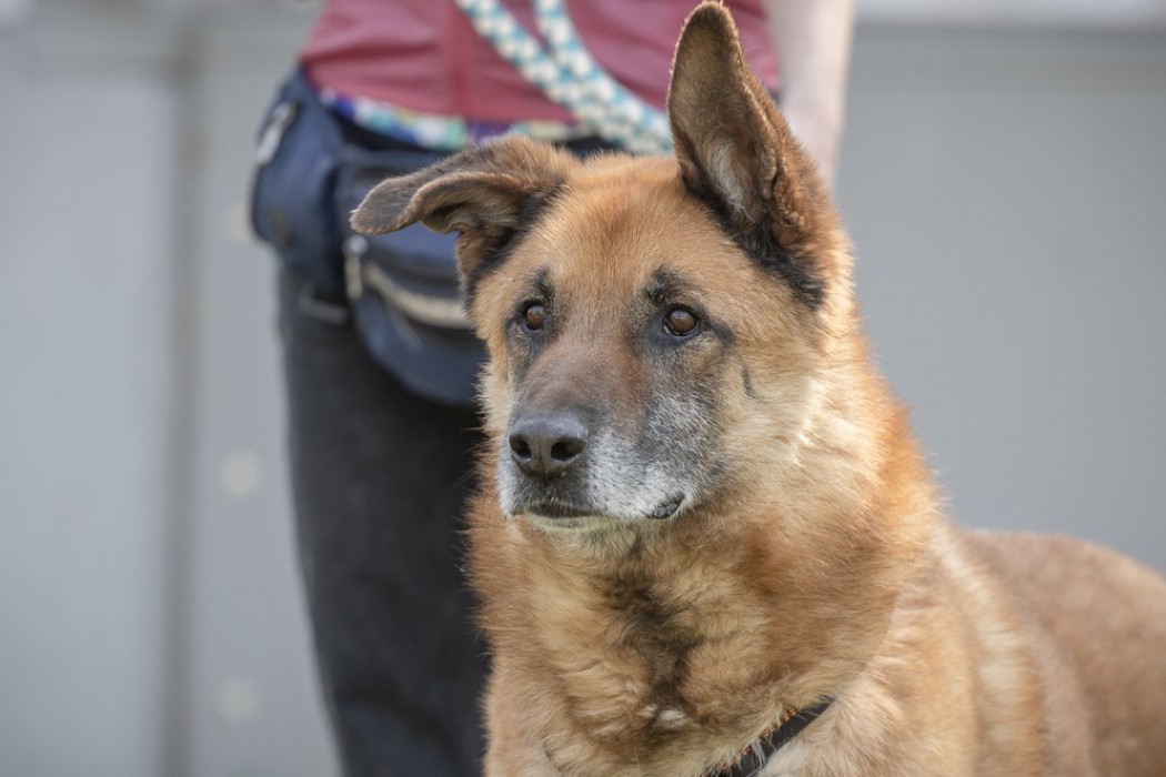 Notfellchen-Mittwoch: Lex sucht ein neues Zuhause