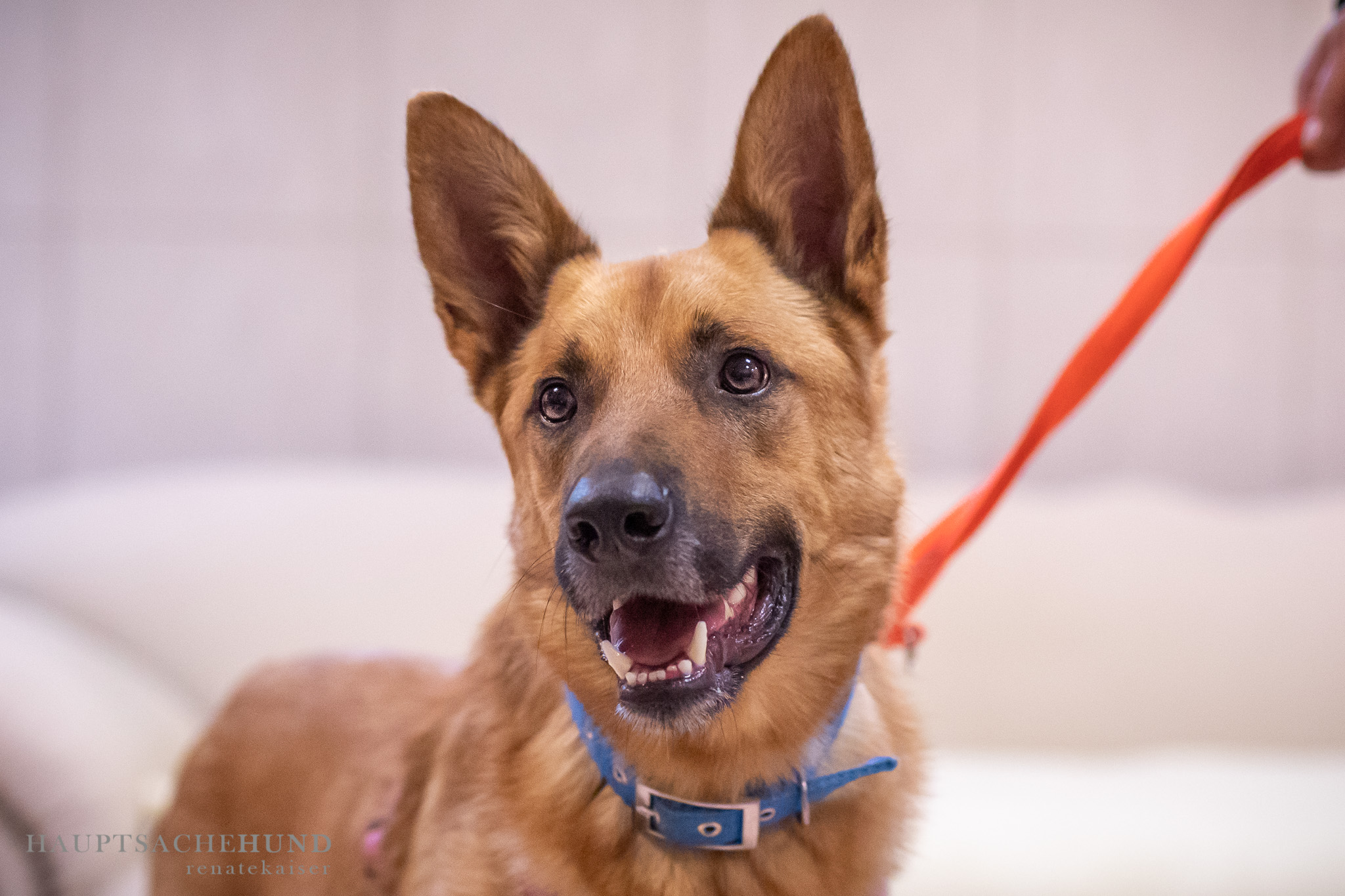 Notfellchen-Mittwoch: Theo sucht ein neues Zuhause