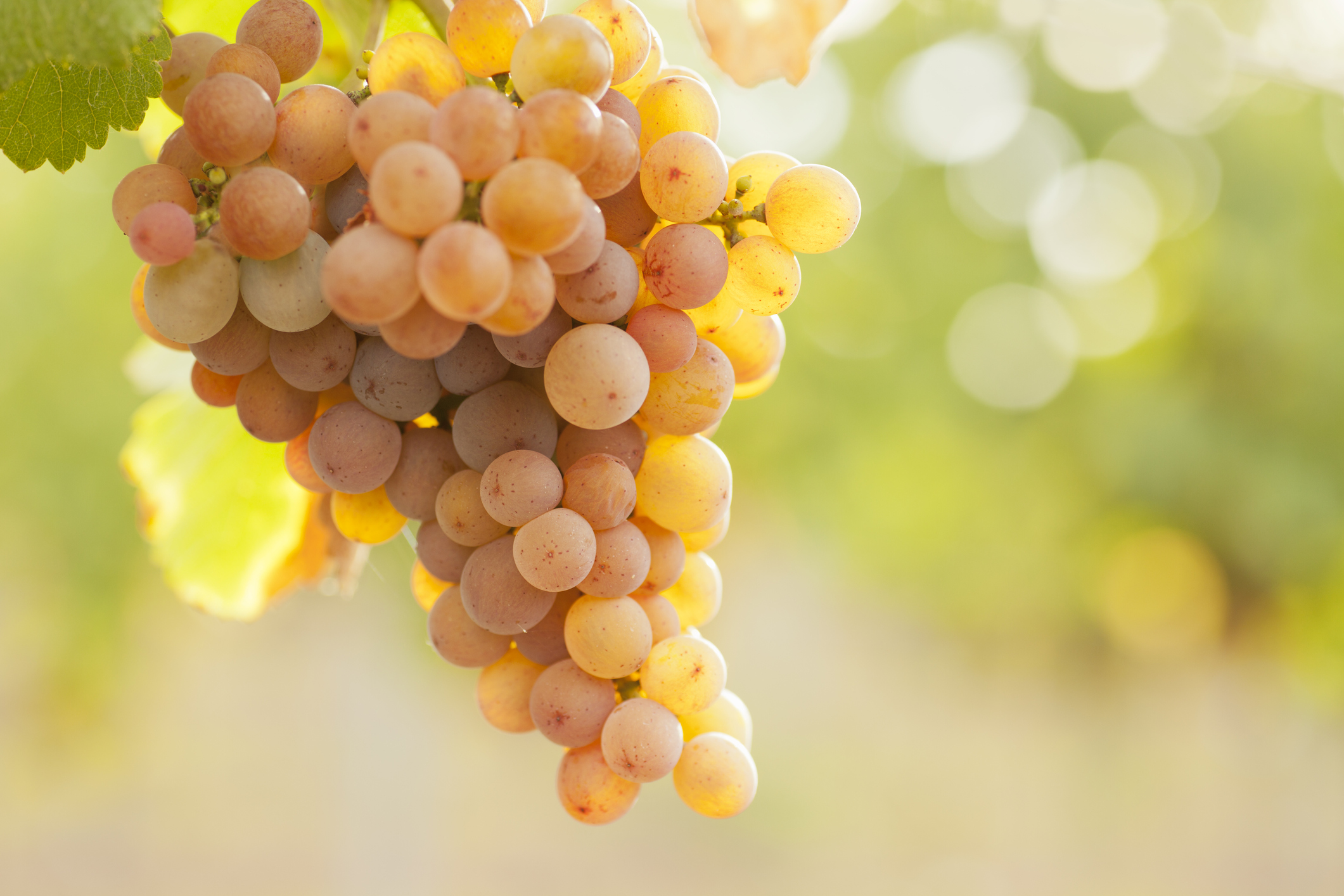 Winzer-Alarm: Trauben-Diebe sind unterwegs