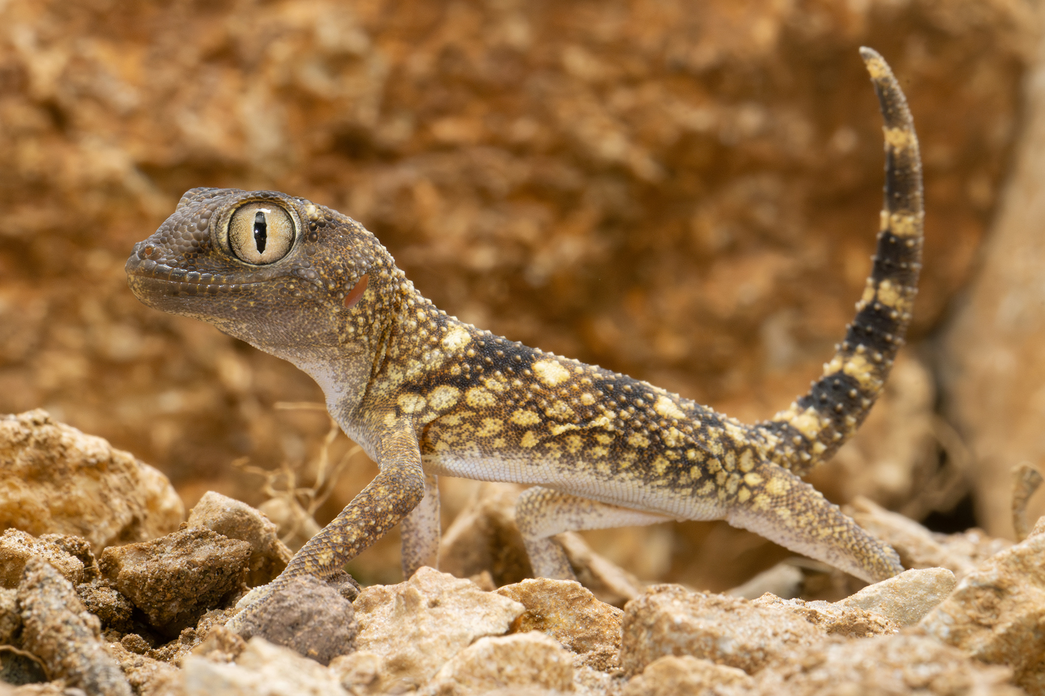 Geschmuggelte Geckos & Co erhalten neues Zuhause