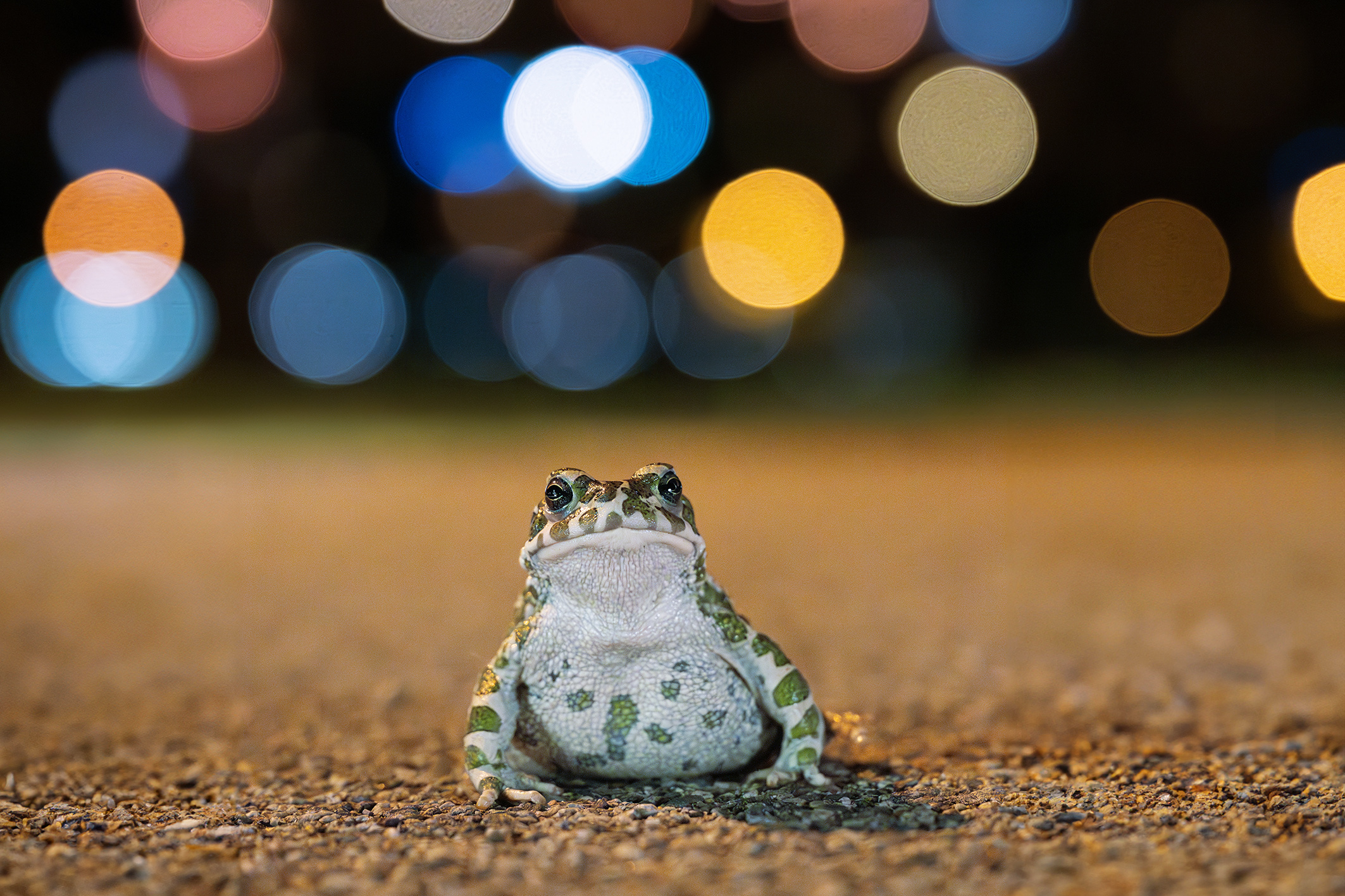 Pool gesucht: Rat mal, wer zum Schwimmen kommt?