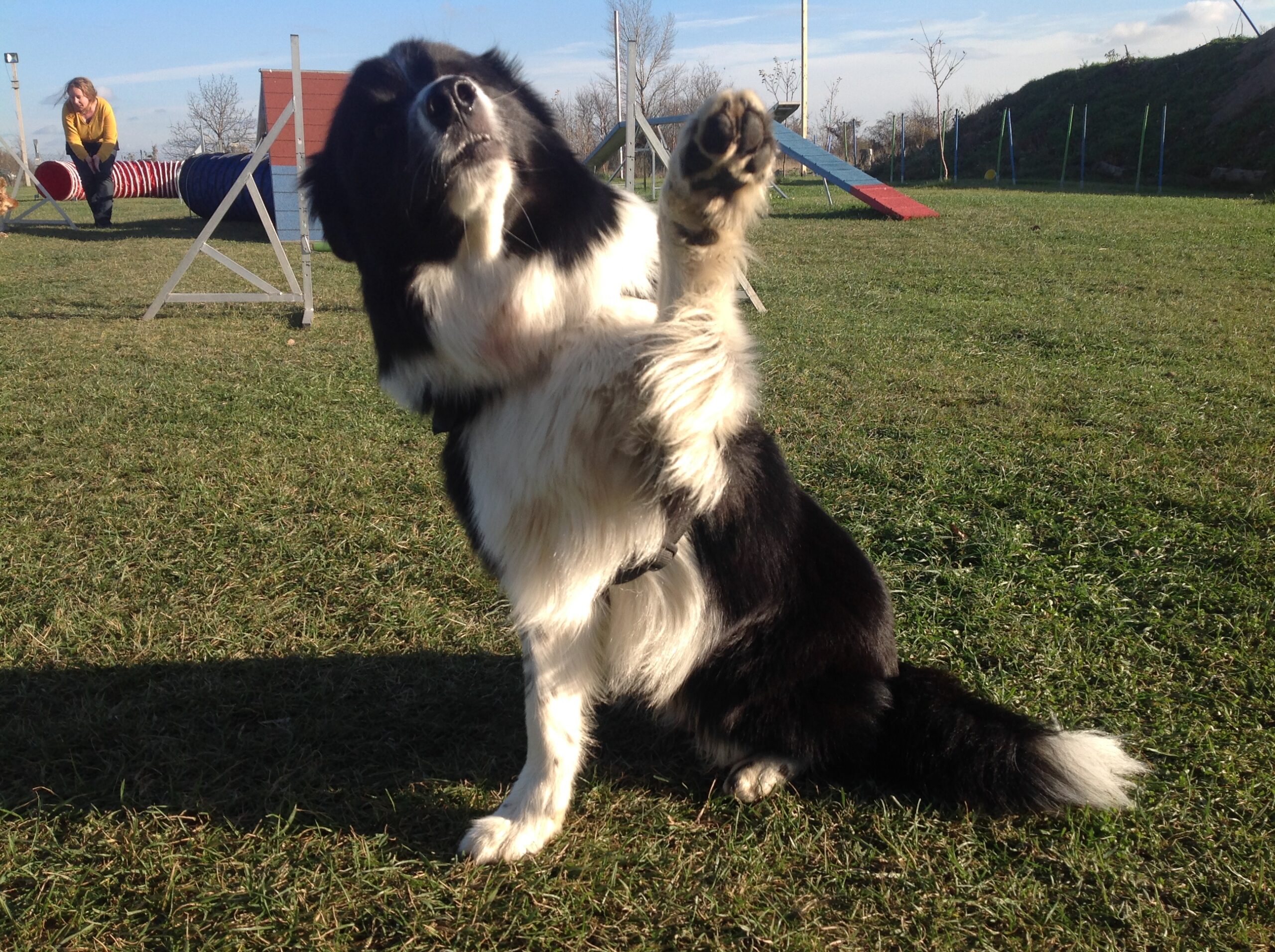 Pfote drauf: Heute feiern wir Welttierschutztag