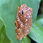 PA_Wallace-Flugfrosch2