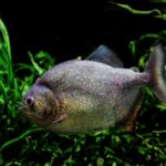 Piranha (c) Dominik Moser