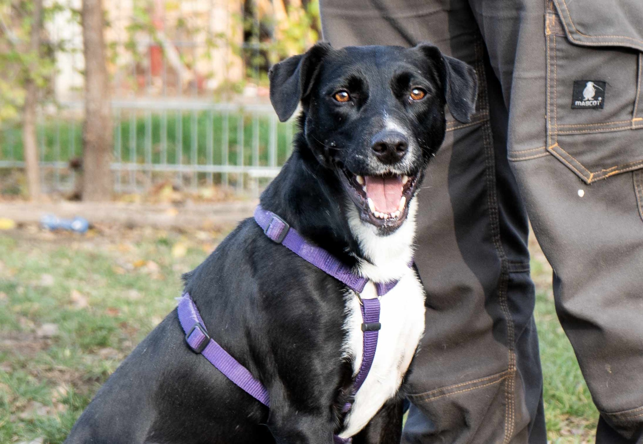 Notfellchen-Mittwoch: Shine sucht ein neues Zuhause