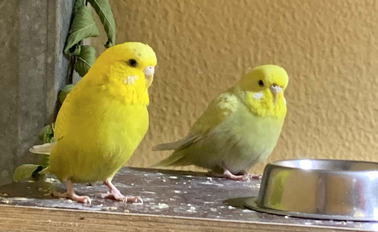 Notfellchen-Mittwoch: Fiszig und Lemon suchen Zuhause