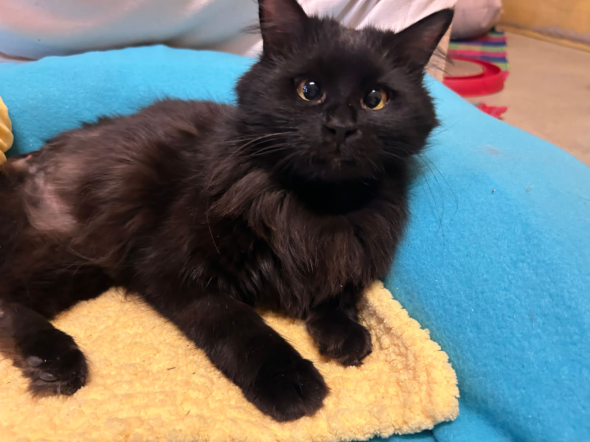 Notfellchen-Mittwoch: Grinch sucht neues Zuhause