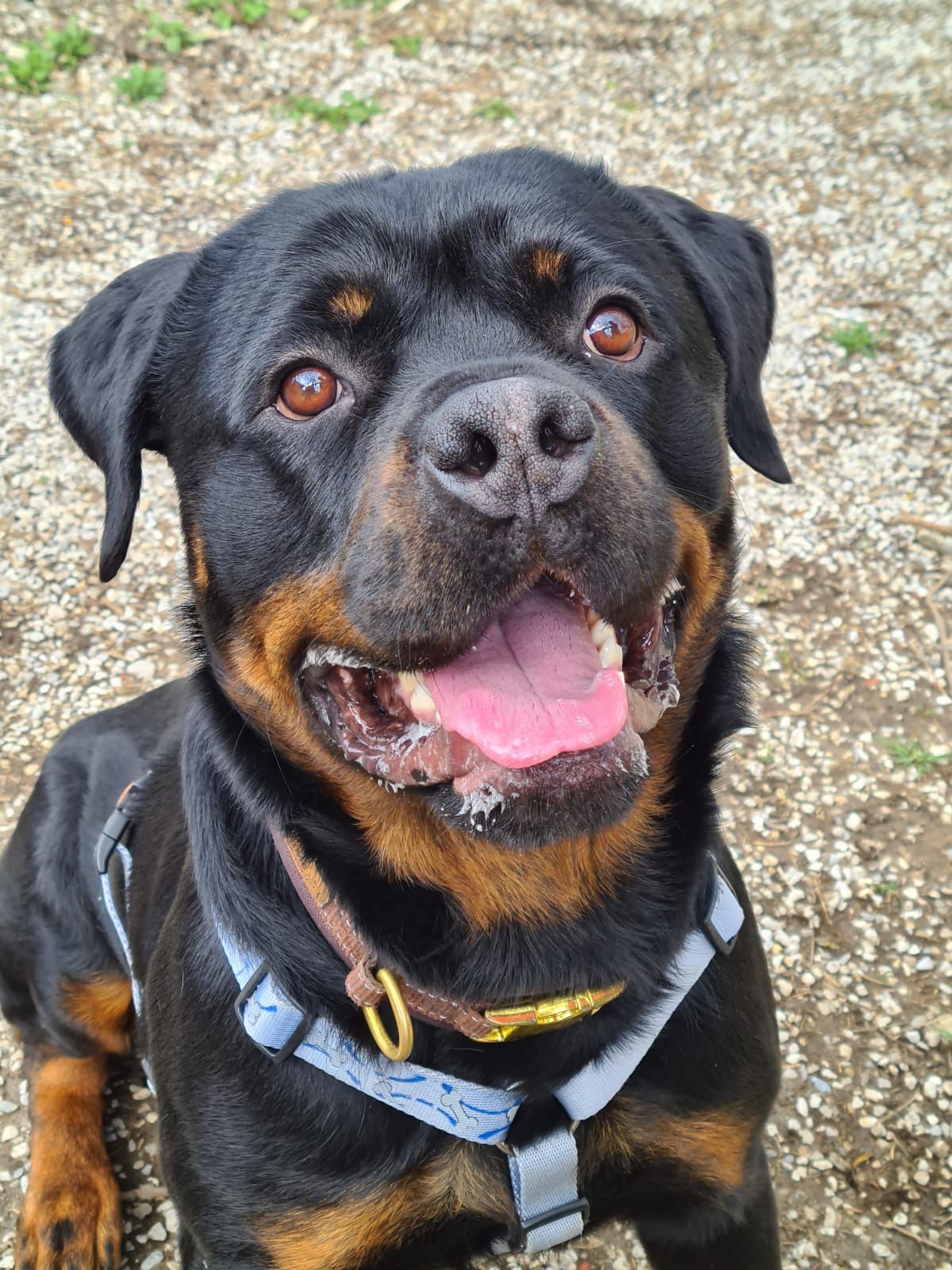 Notfellchen-Mittwoch: Chapo sucht neues Zuhause