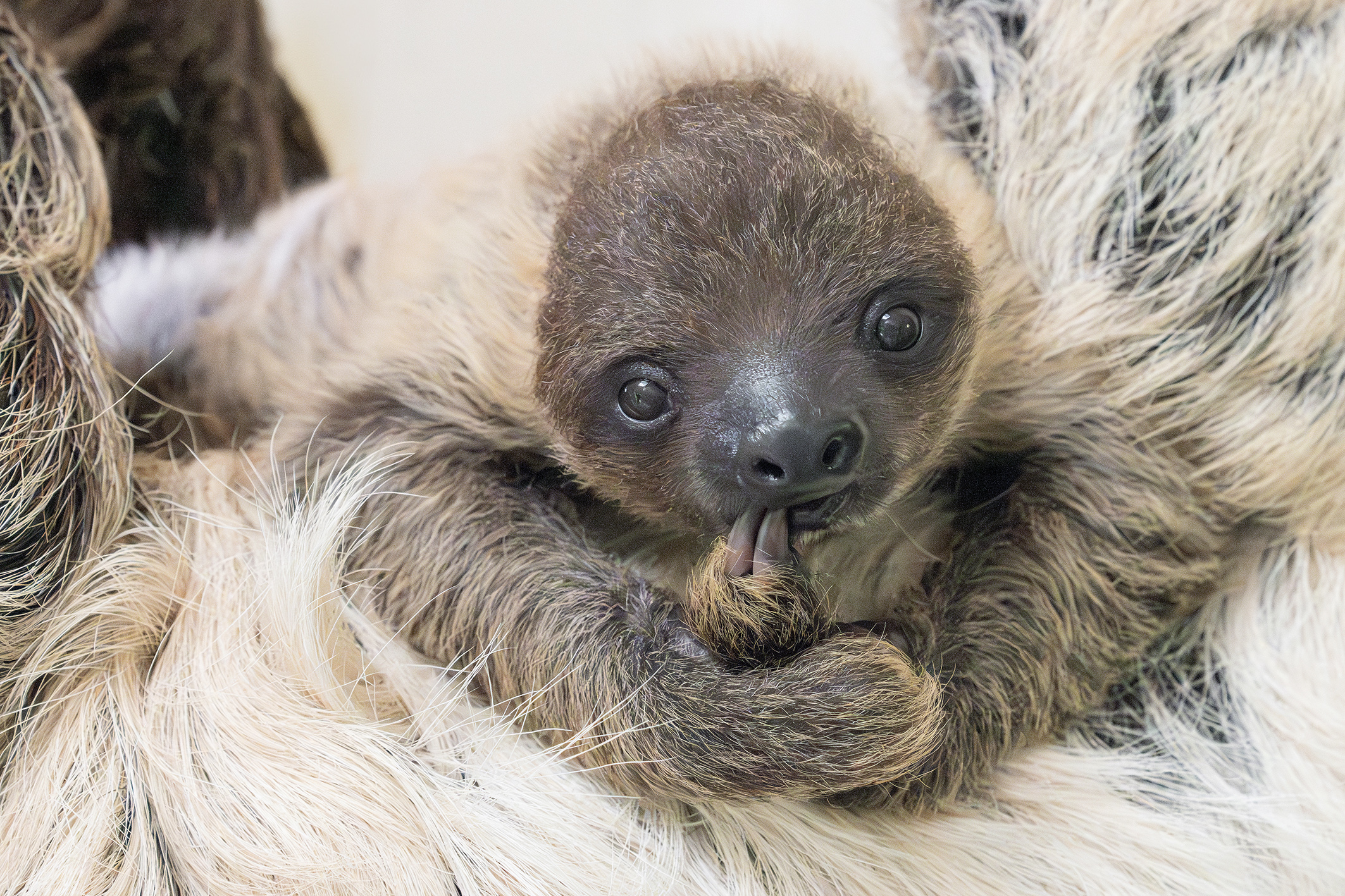 Weltfaultiertag: Probier’s doch mal mit Gemütlichkeit