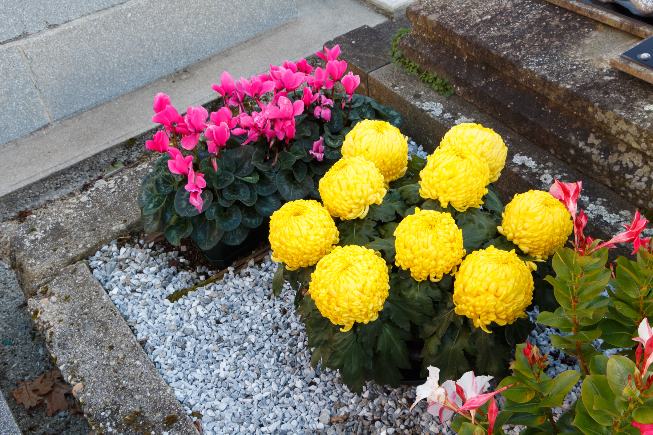 Allerheiligen: Welcher Grabschmuck im Trend liegt