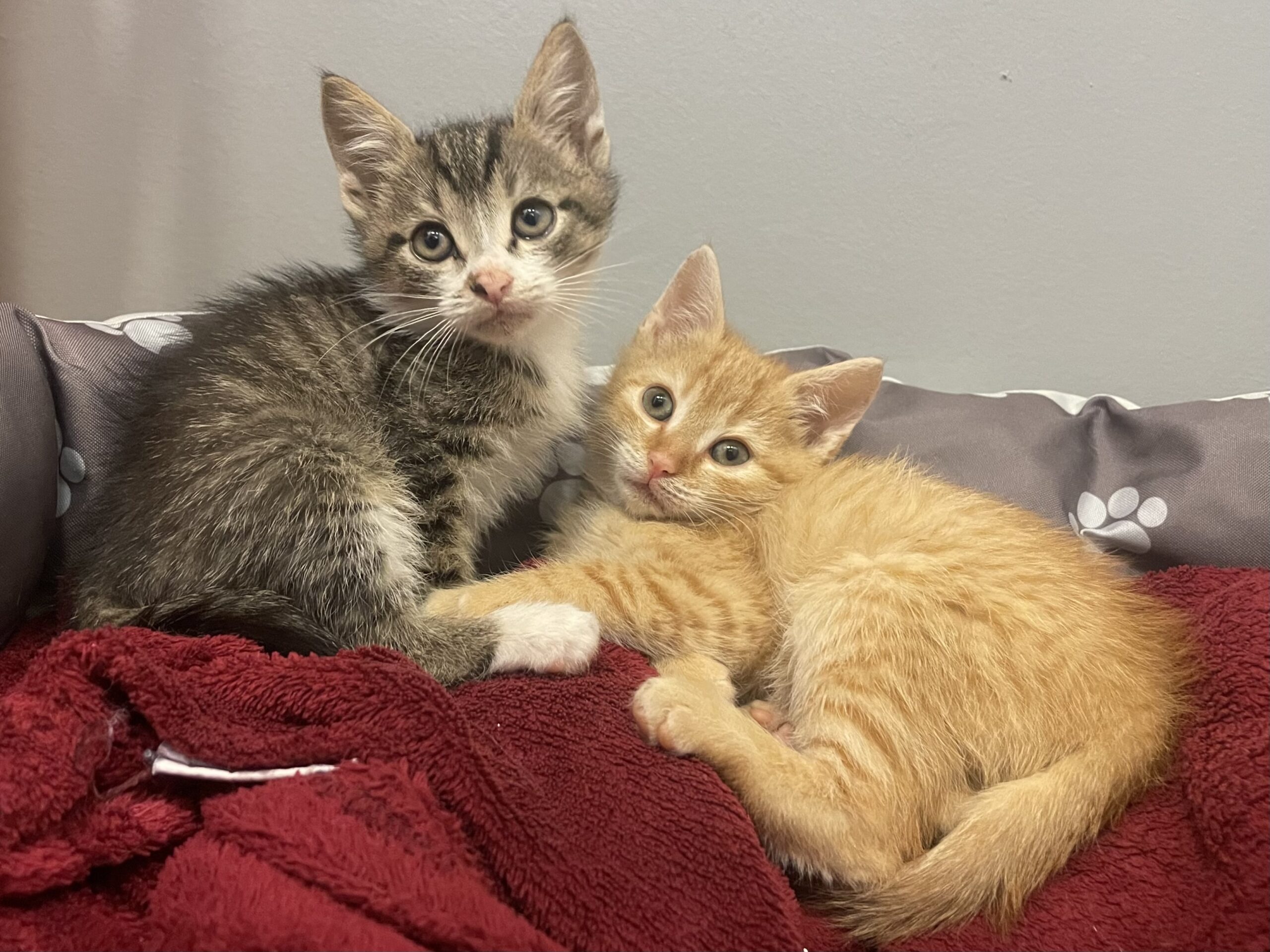 Döbling: Illegaler Handel mit Katzenbabys aufgeflogen