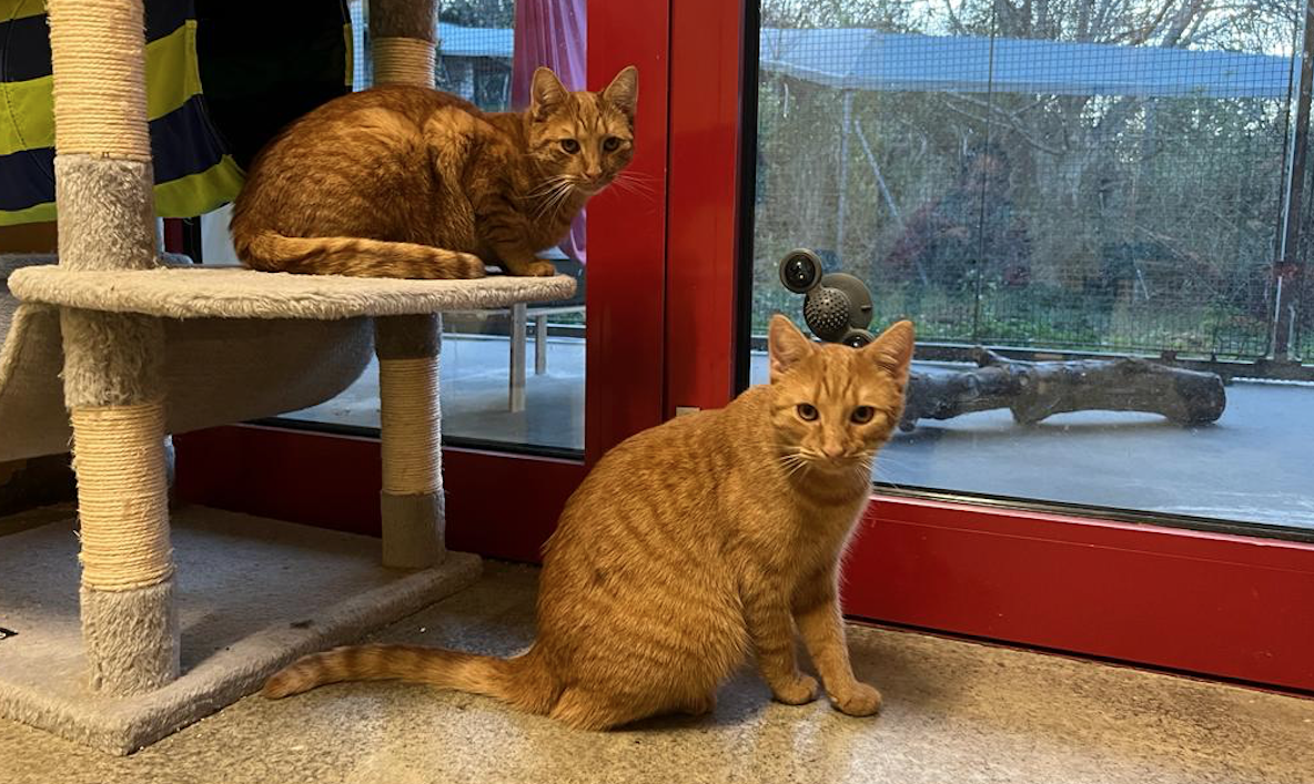 Notfellchen-Mittwoch: Attila und Apollo suchen Zuhause