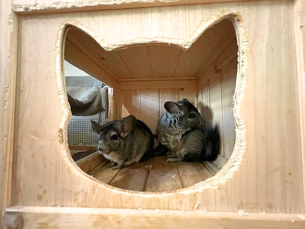 Notfellchen-Mittwoch: Bella & Flora suchen Zuhause